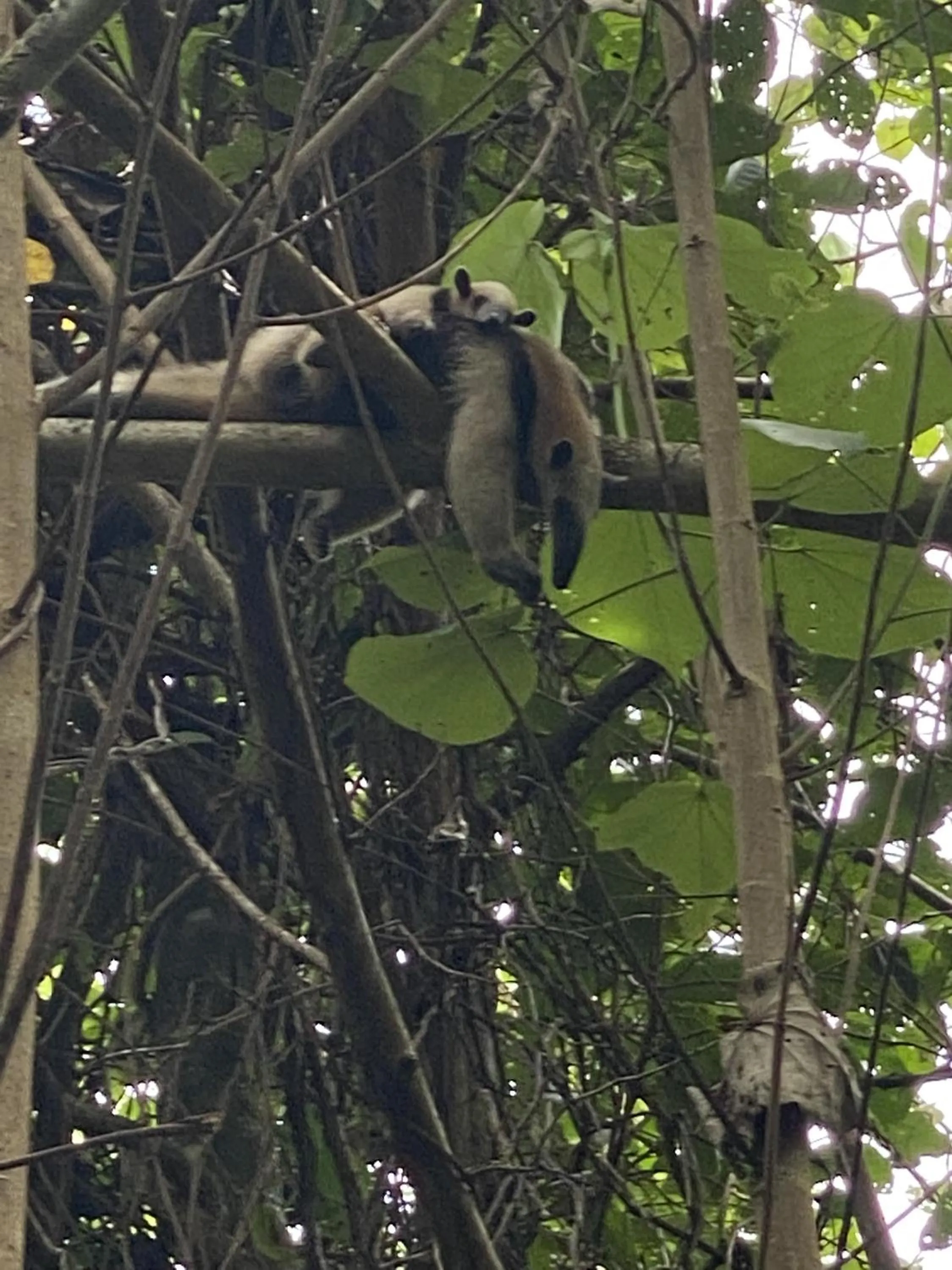 Day in El Deseo Serendipity Tortuguero