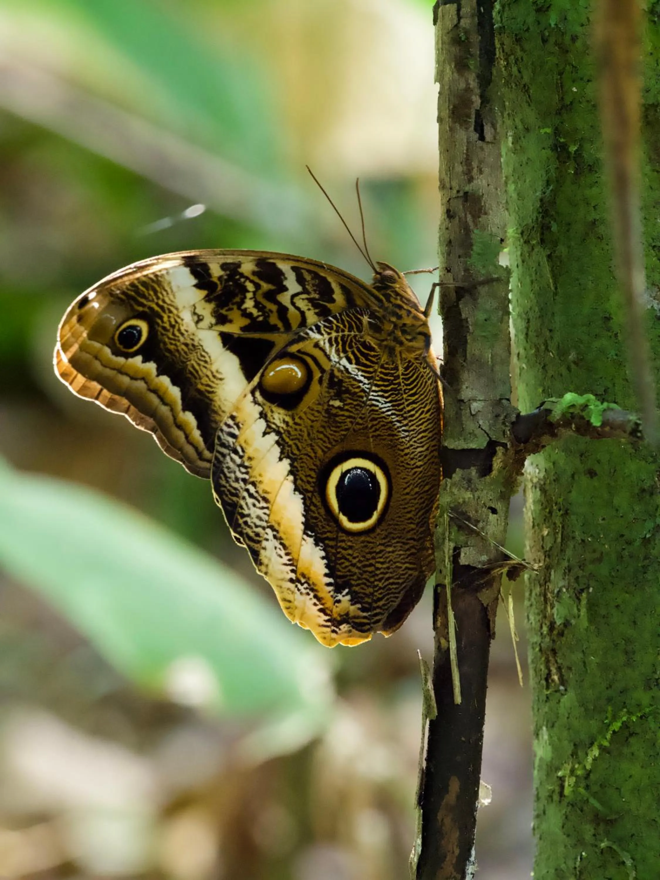 Animals in El Deseo Serendipity Tortuguero