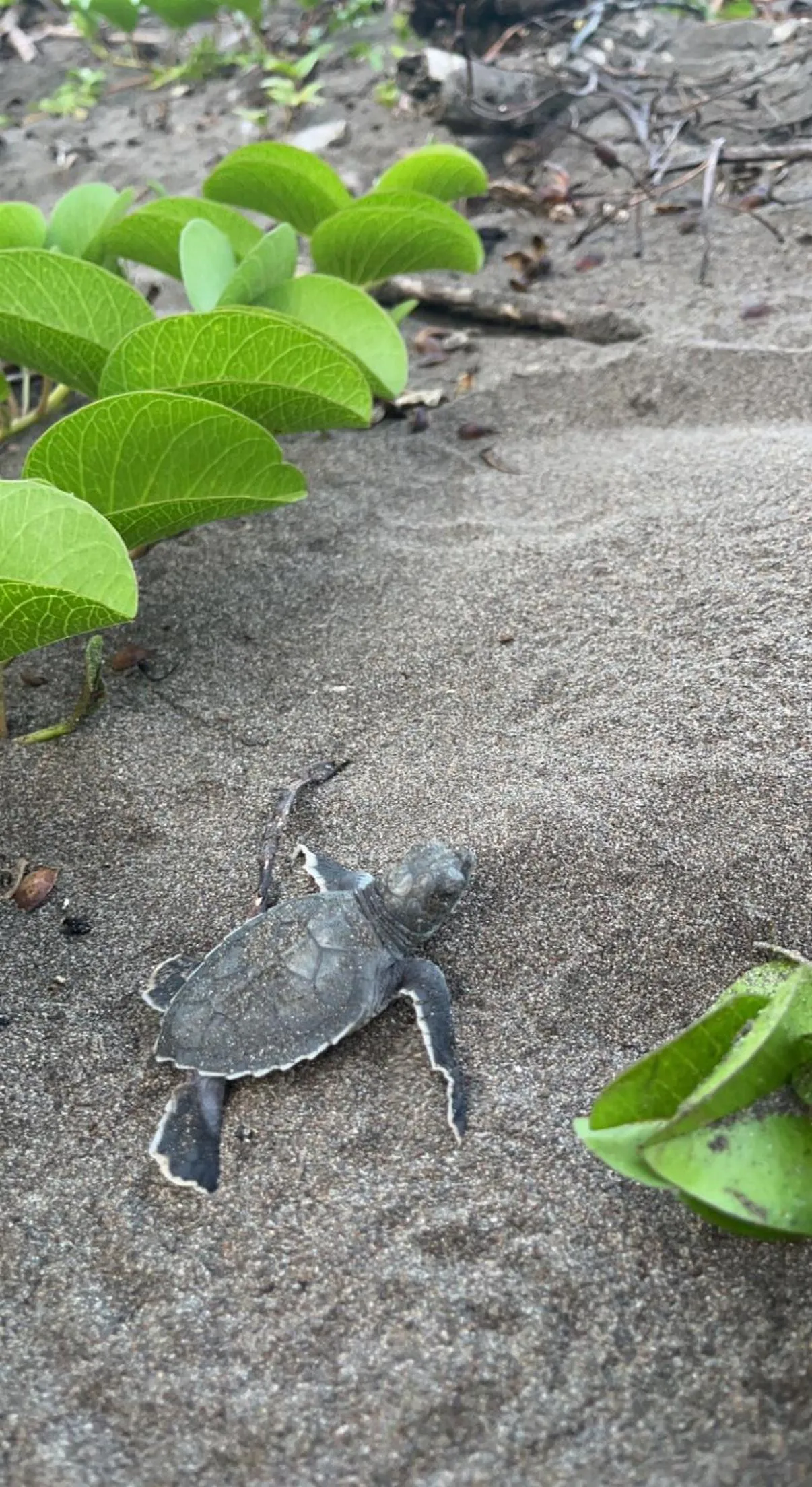 Animals in El Deseo Serendipity Tortuguero