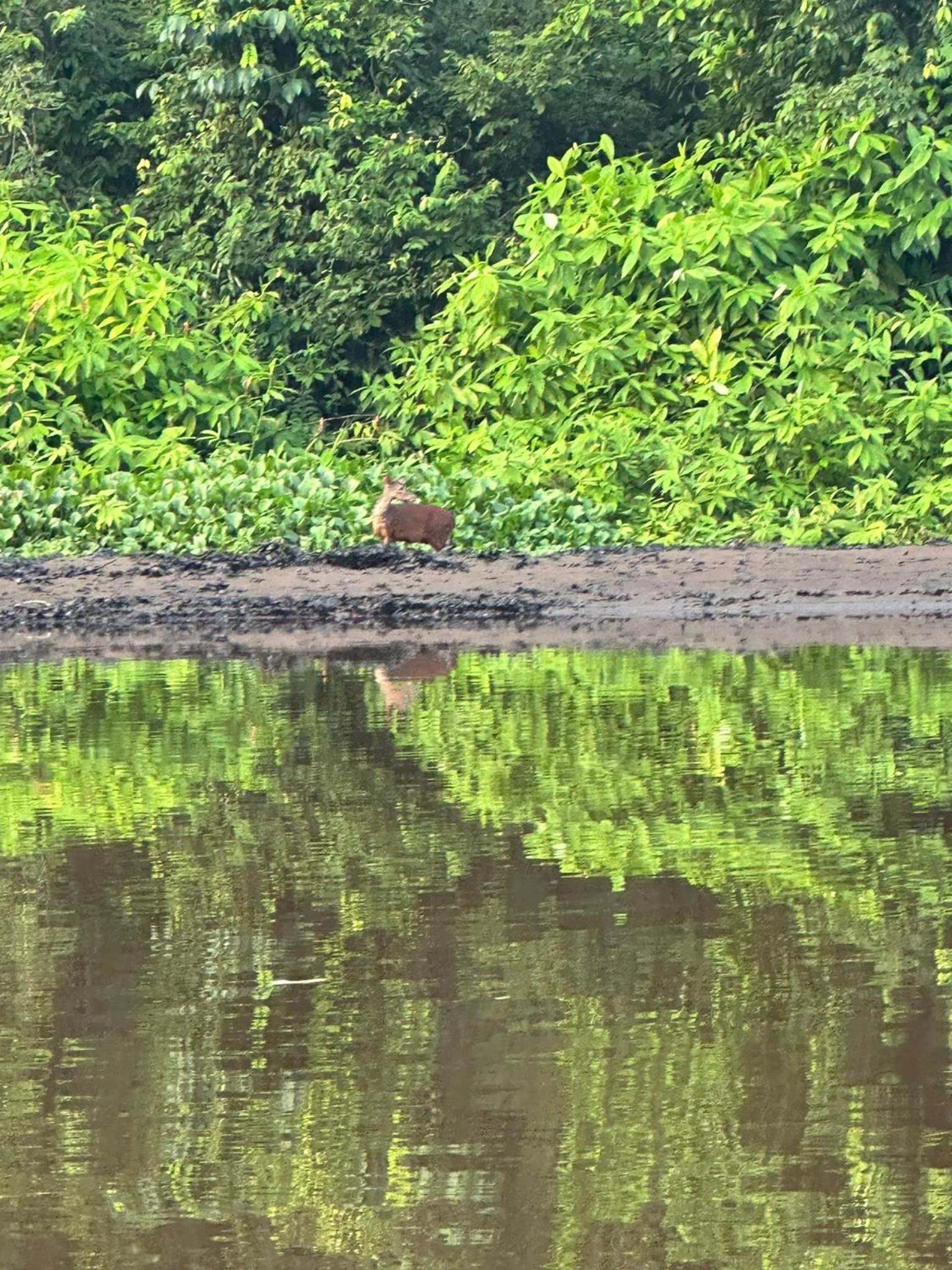 River view in El Deseo Serendipity Tortuguero