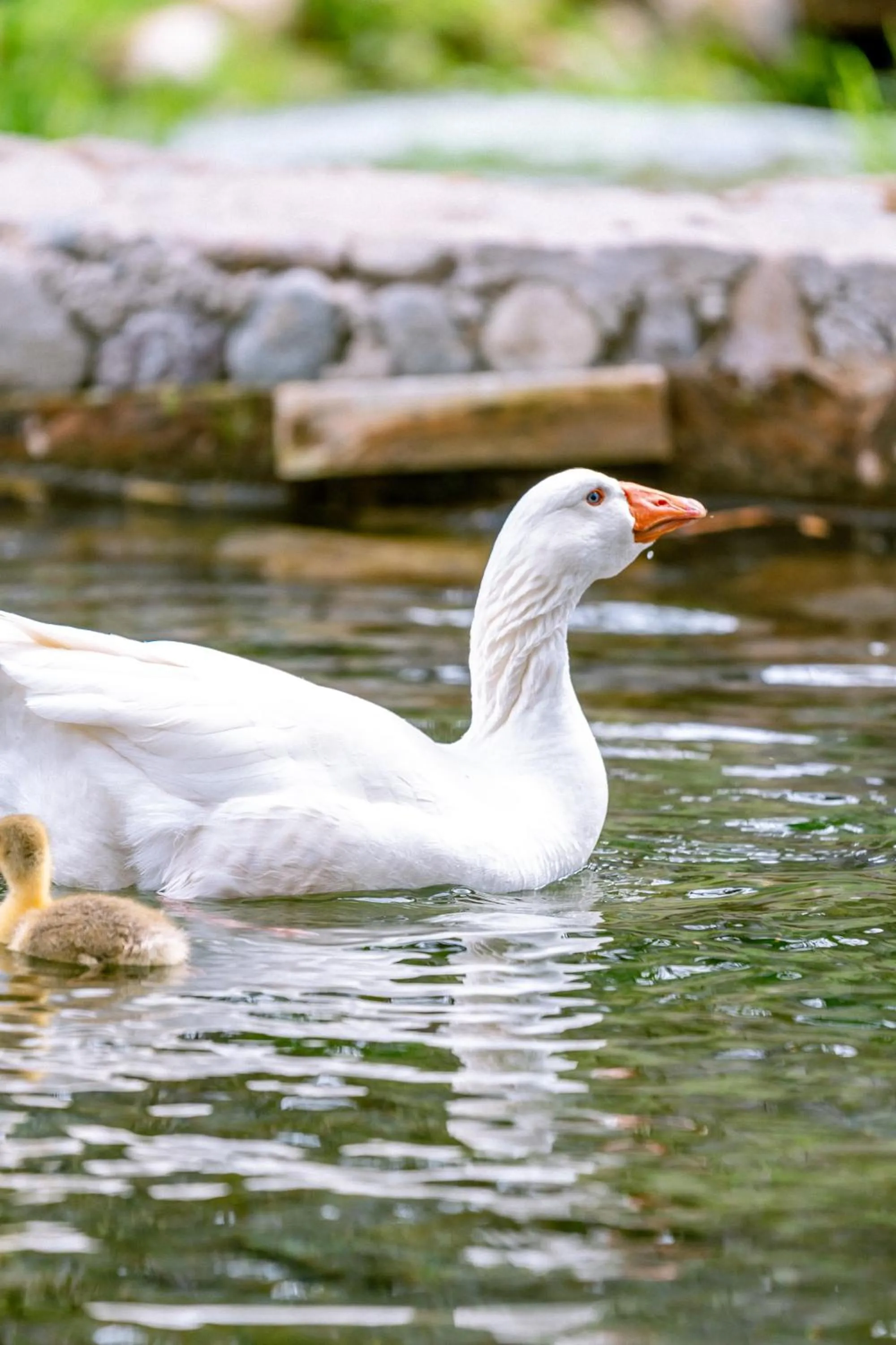 Off site in Hotel Naturaleza Vertientes de Elqui