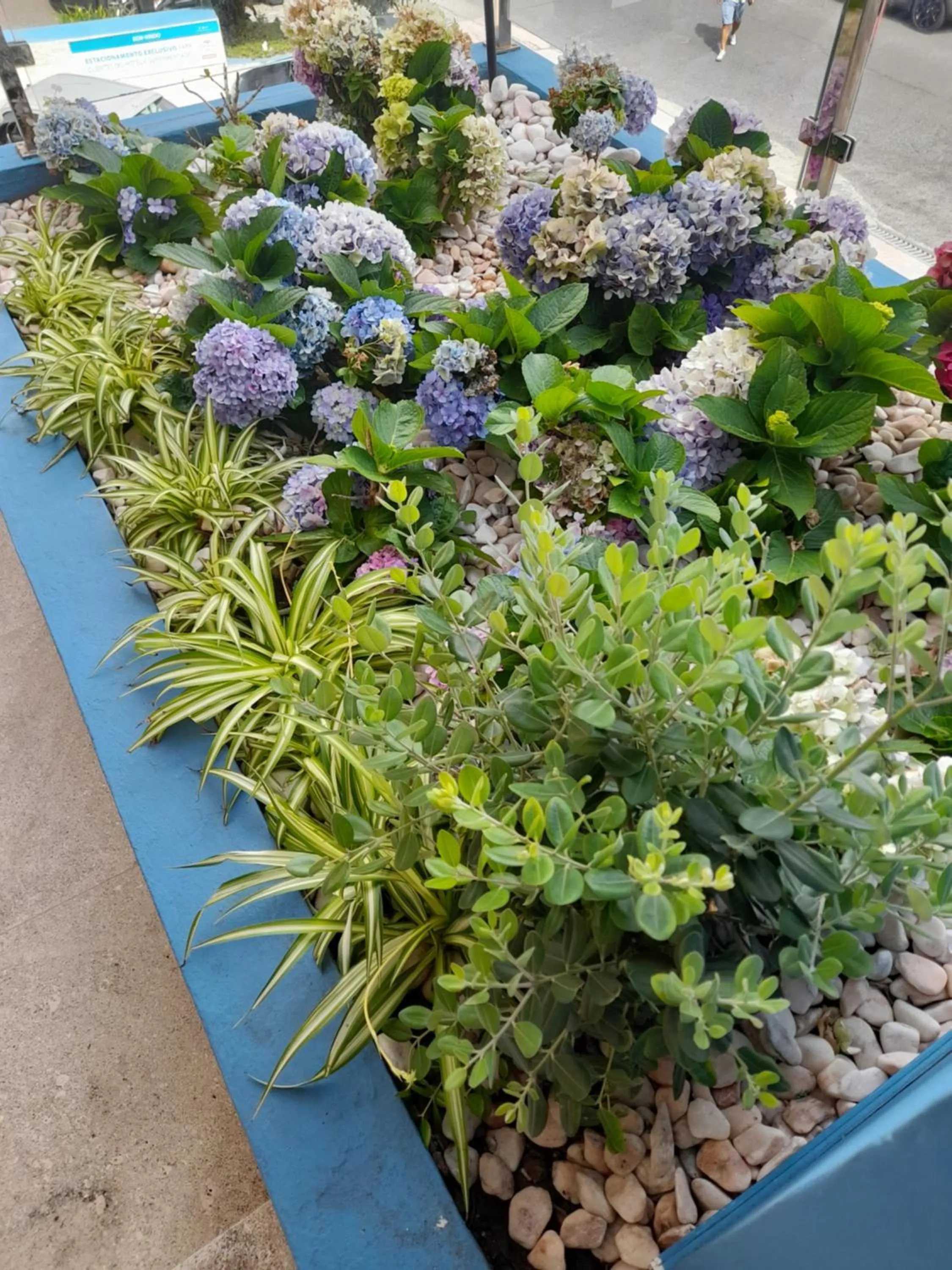 Garden in Mediterrâneo Madeira