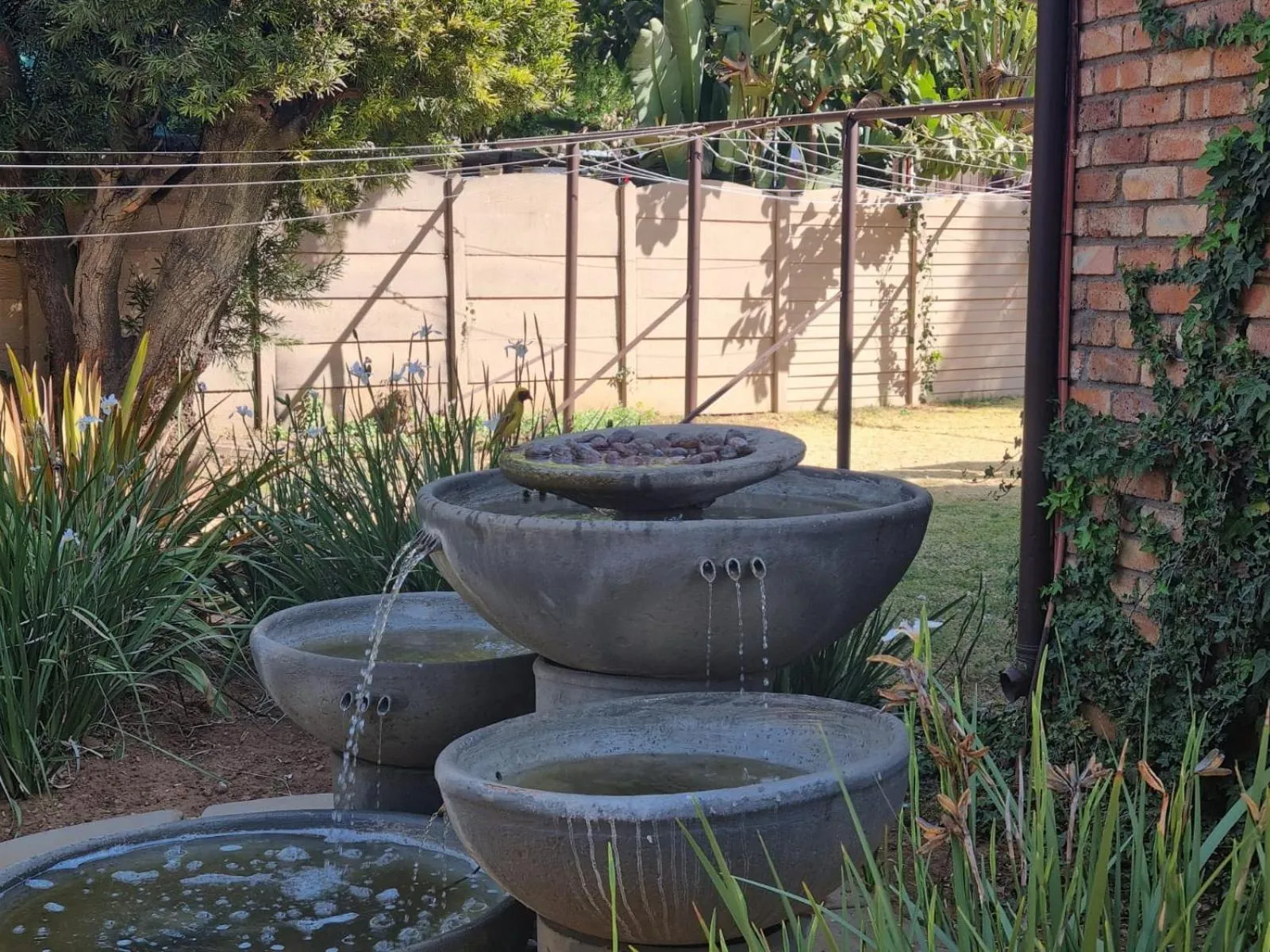 Garden in Emerald Guesthouse