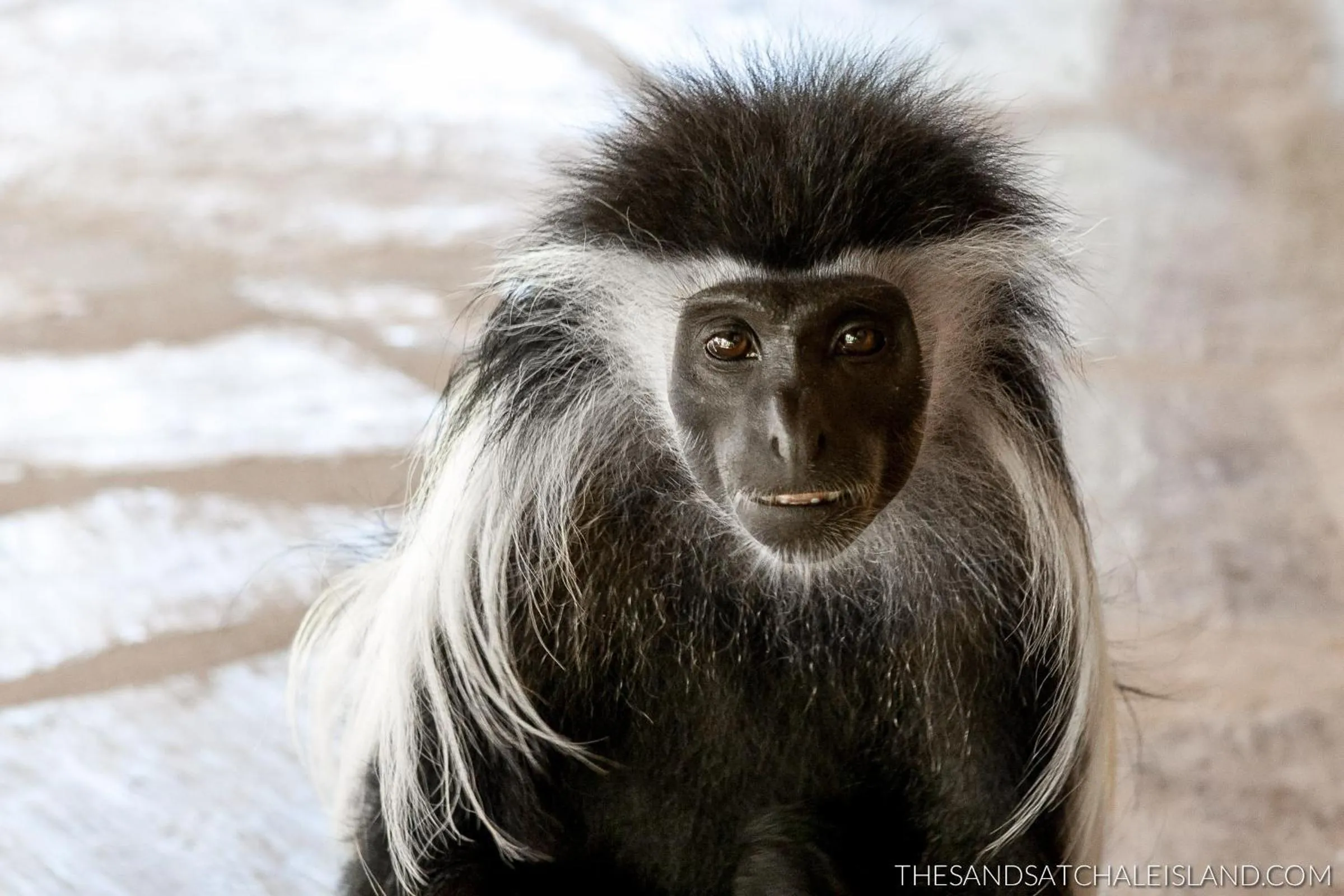 Animals in Chale Island Resort