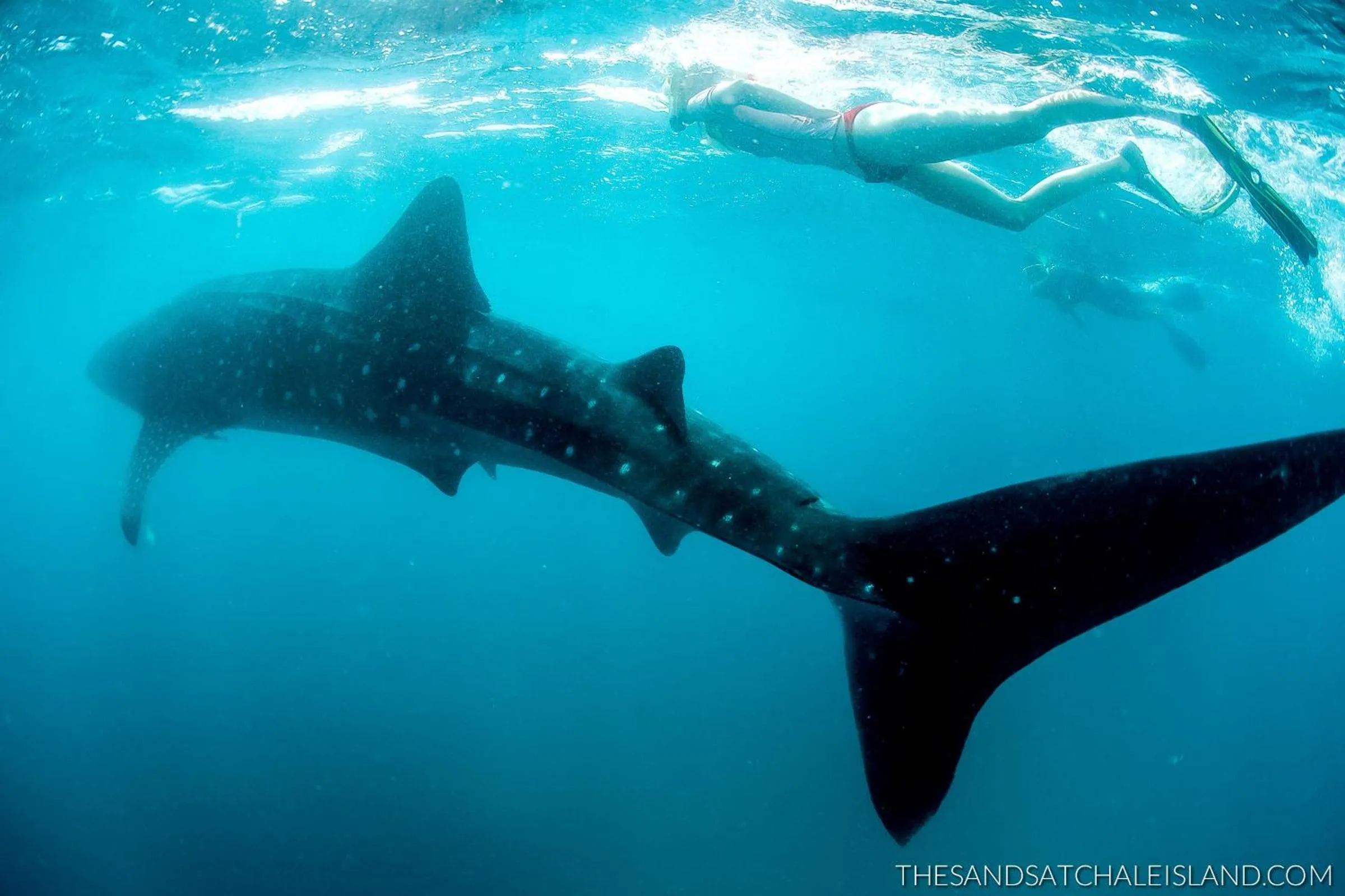 Animals in Chale Island Resort