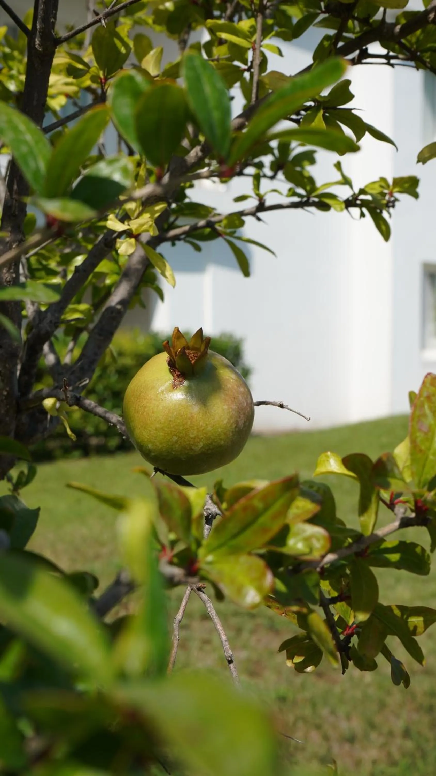 Natural landscape in Infinity Resort Tropea