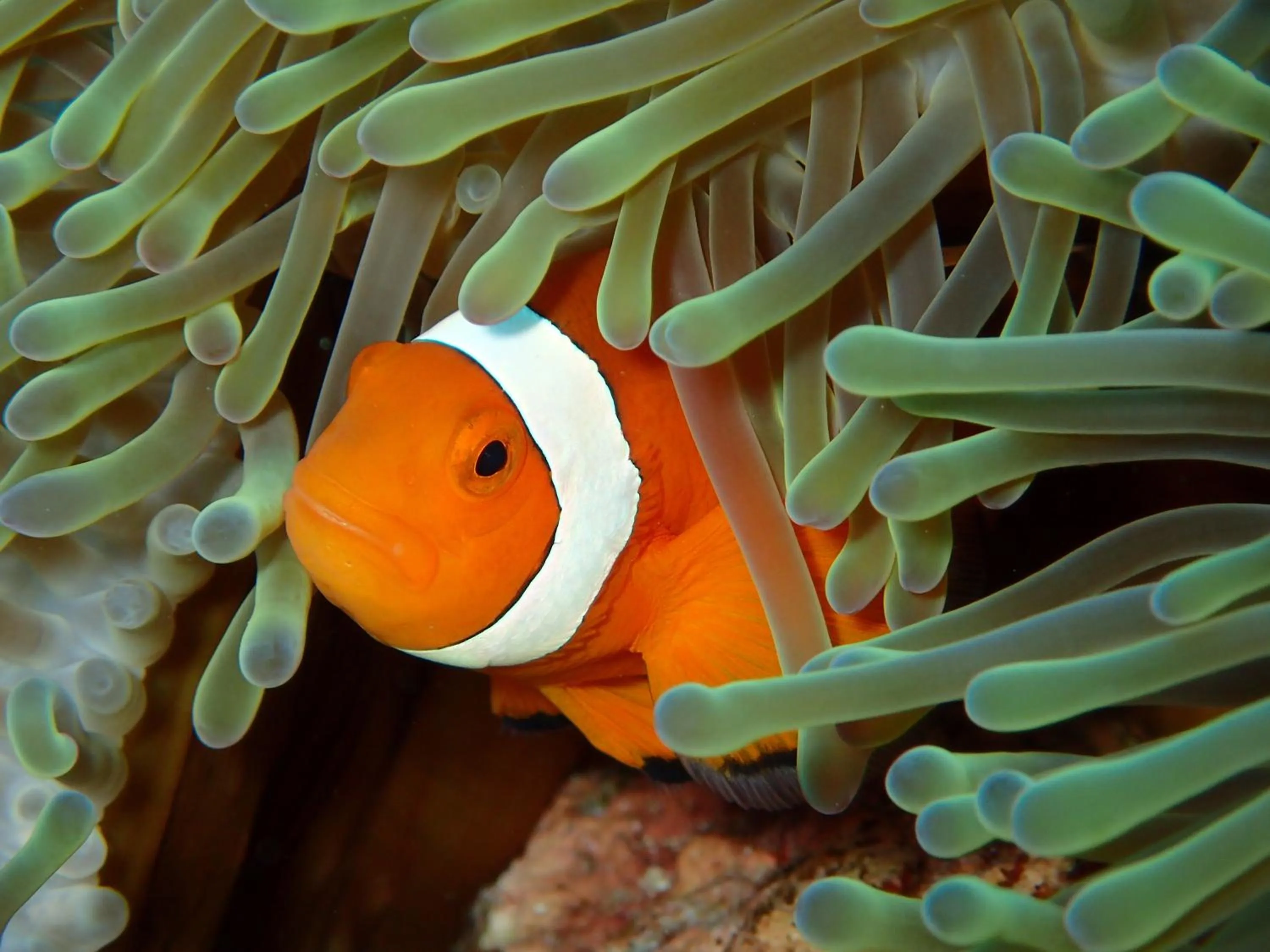Snorkeling in Best Western Okinawa Kouki Beach