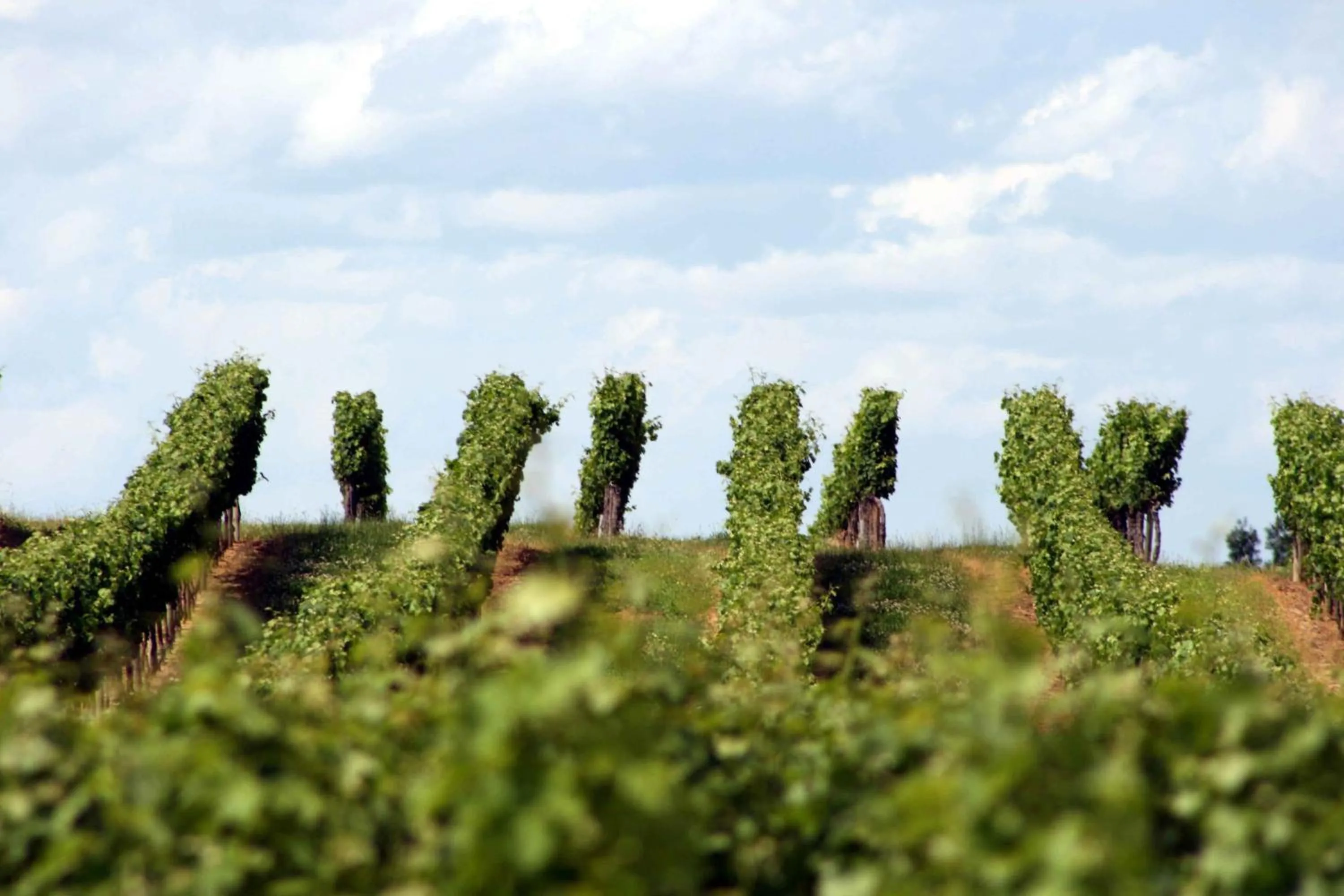 Area and facilities in La Résidence Les Grands Vignobles