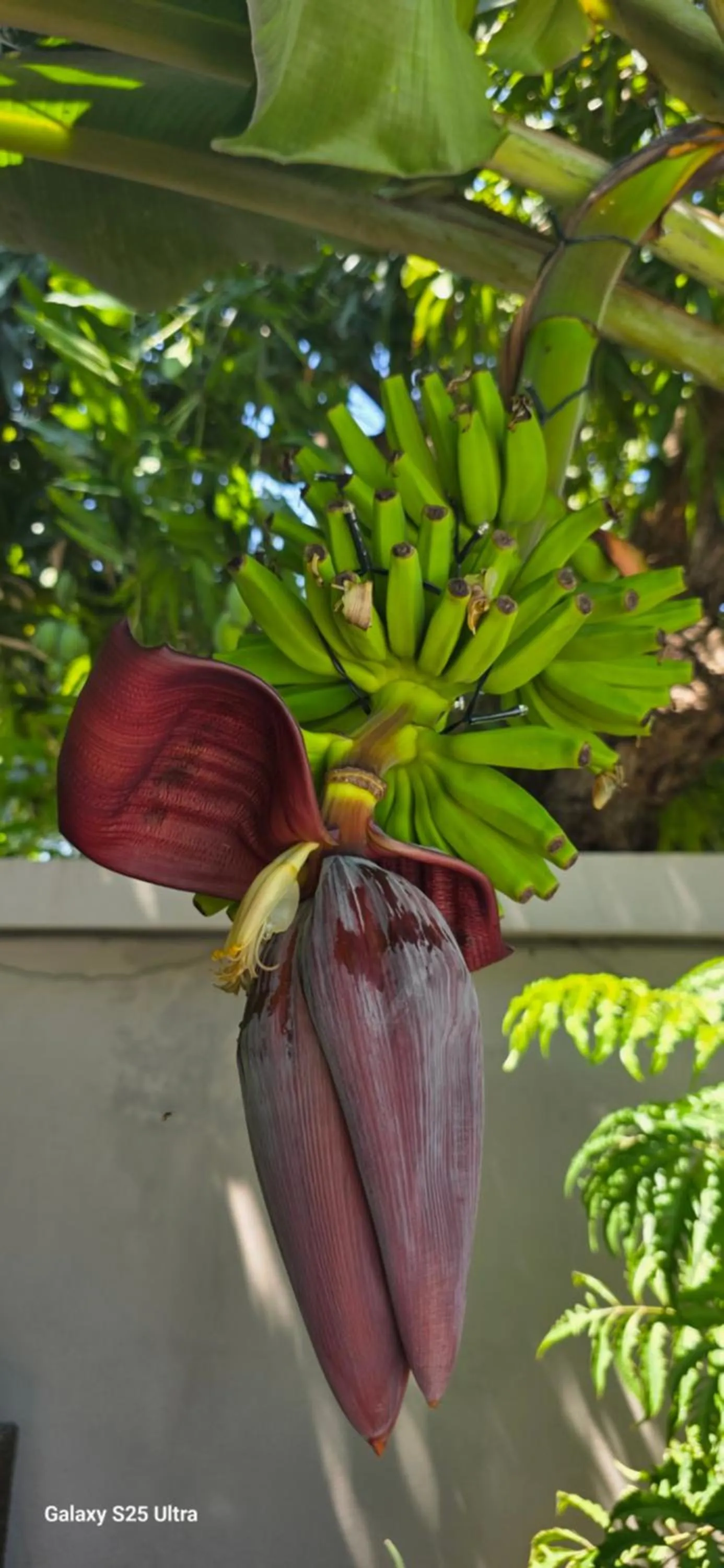 Patio in MAISON CARREE