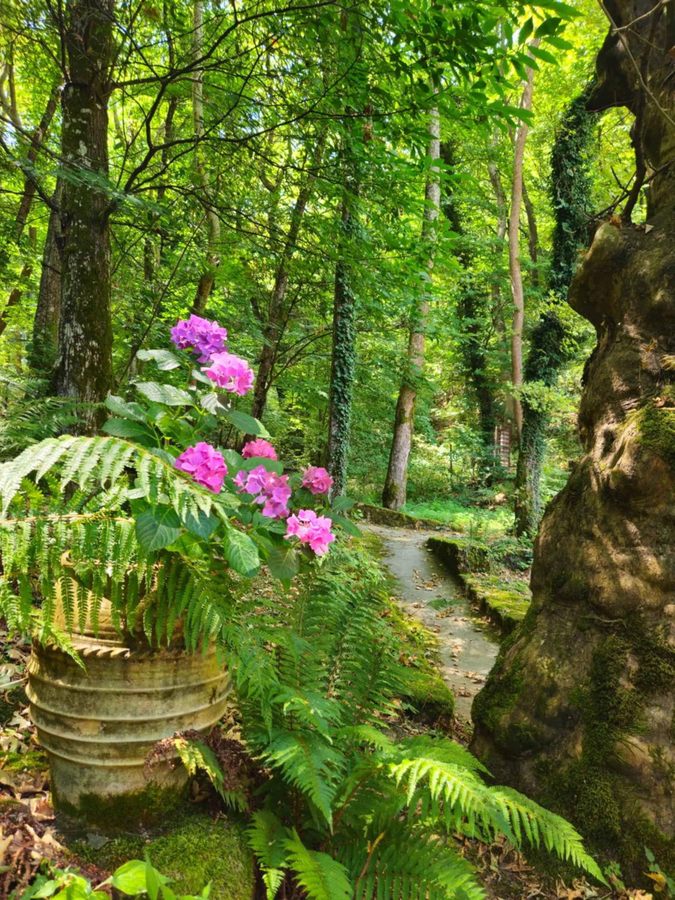 Natural landscape in Hotel Saint Nedelya
