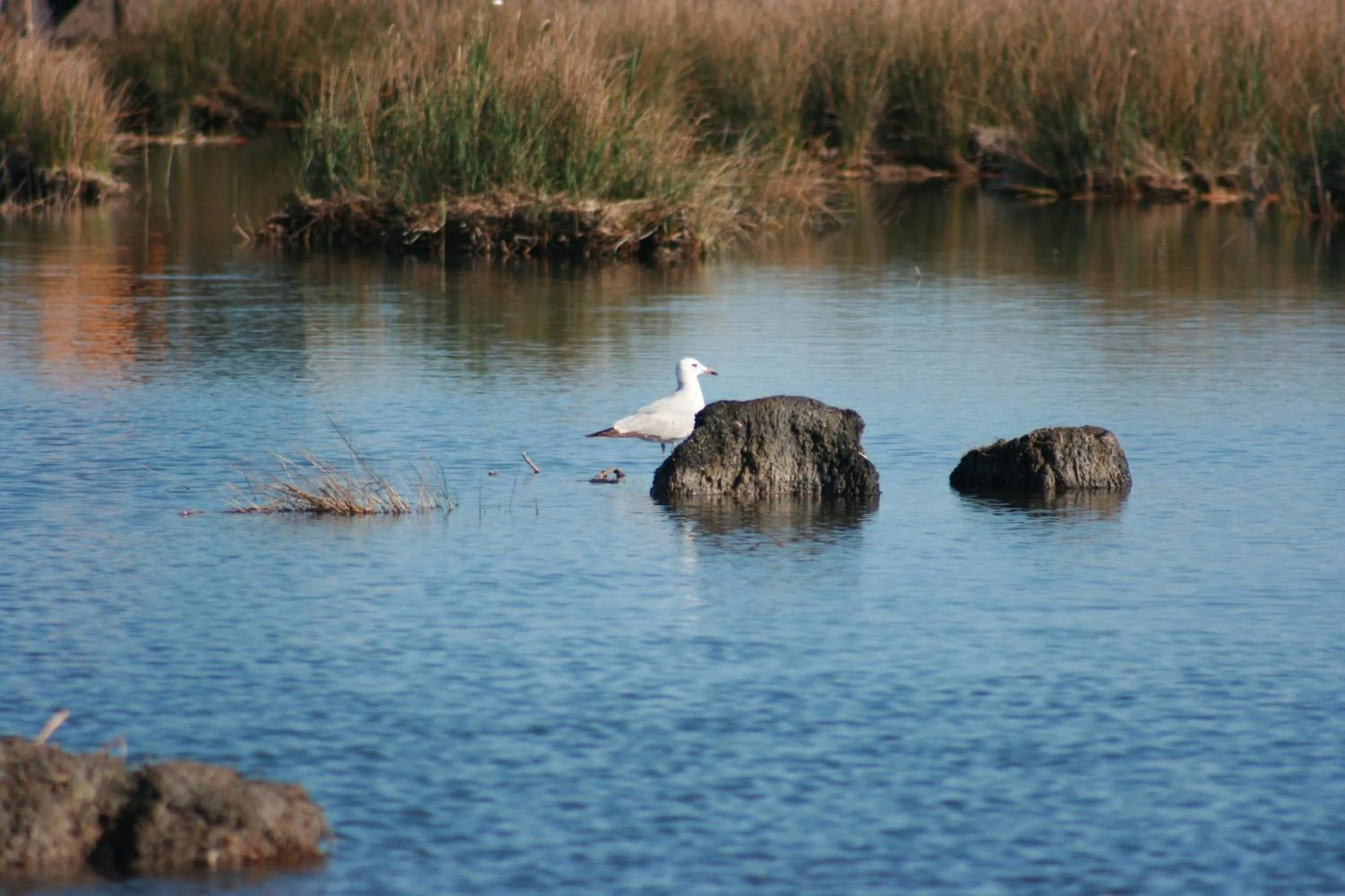 Animals in Camping Torrenostra