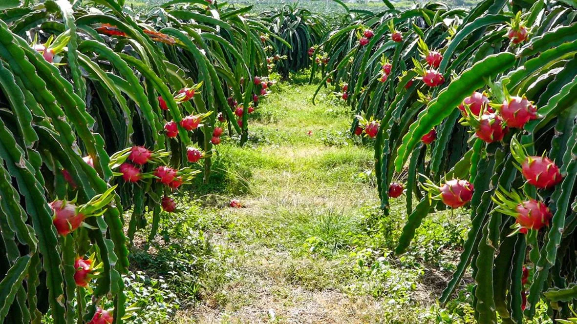 Area and facilities in Me bungalow beach resort
