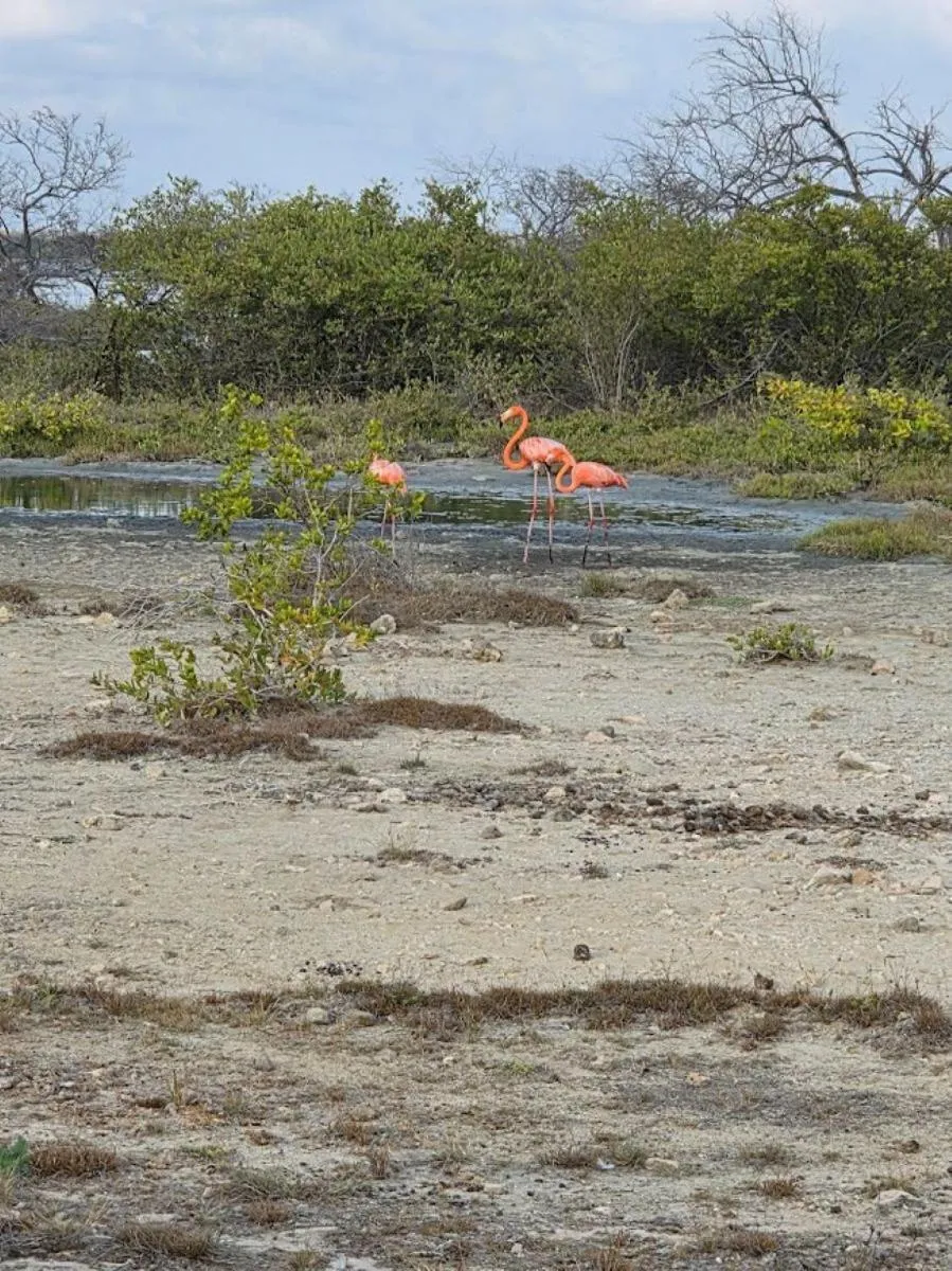 Natural landscape in The Lodge Bonaire