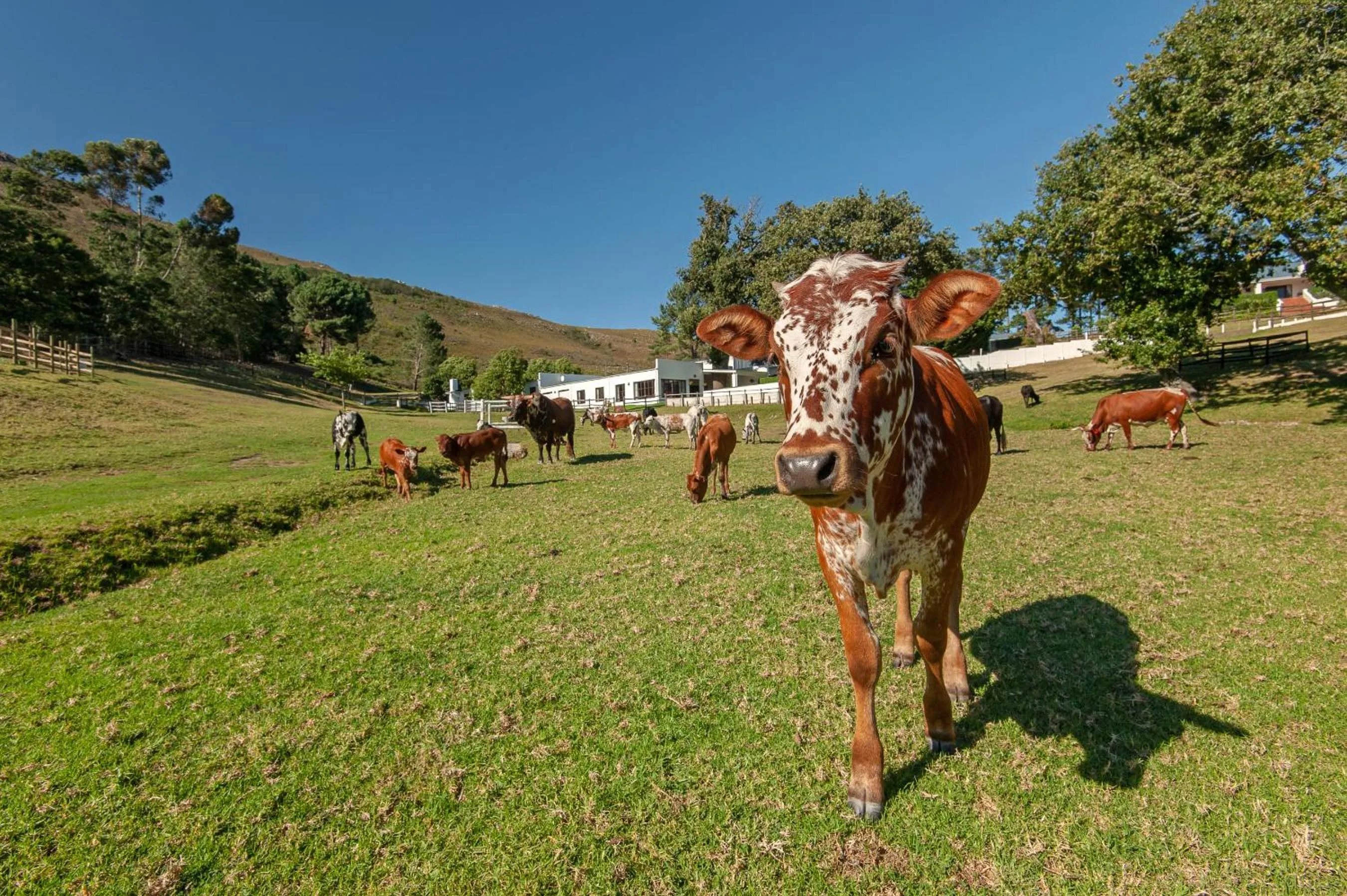 Natural landscape in High Season Farm Luxury Cottages