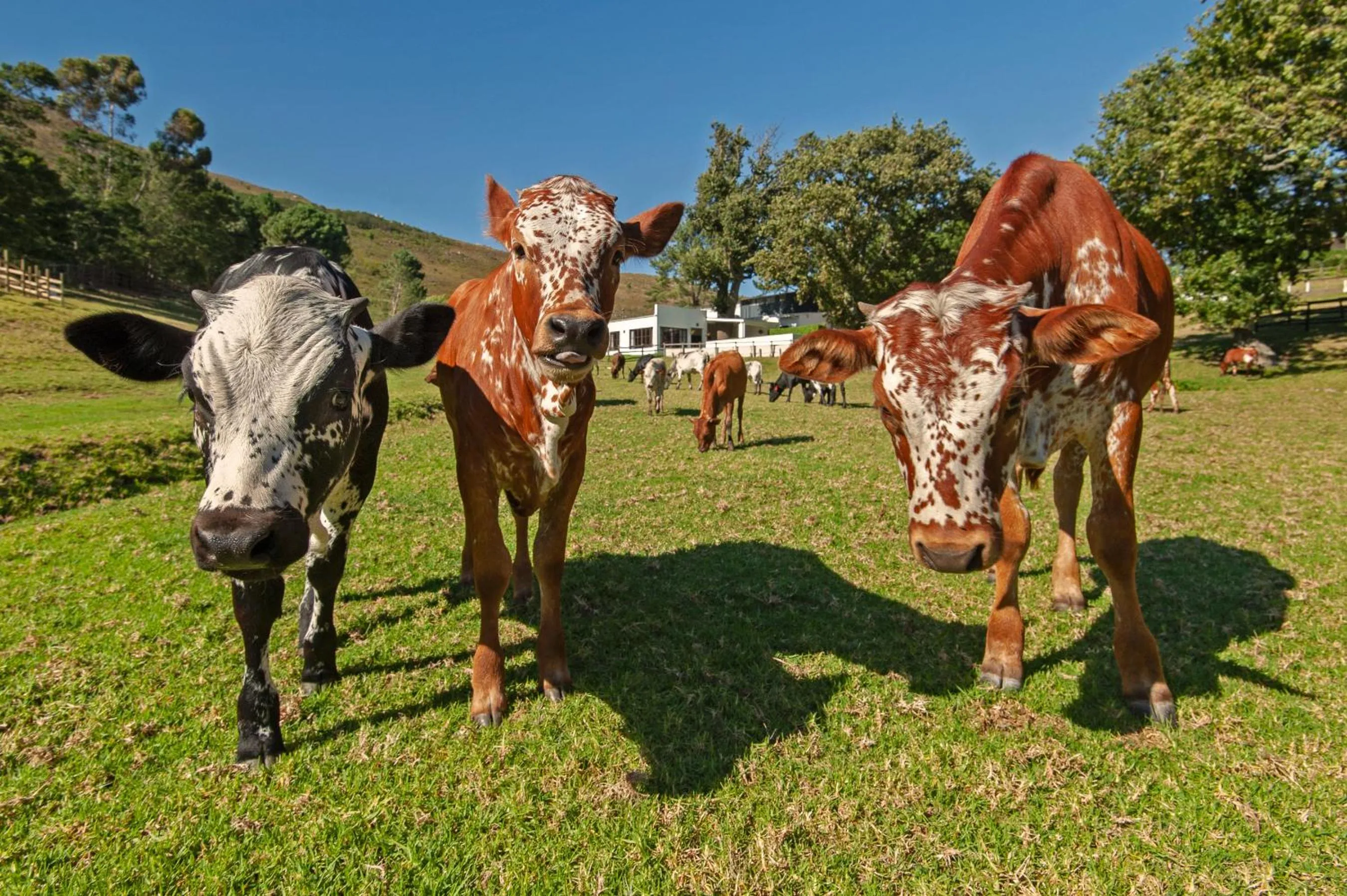 Animals in High Season Farm Luxury Cottages
