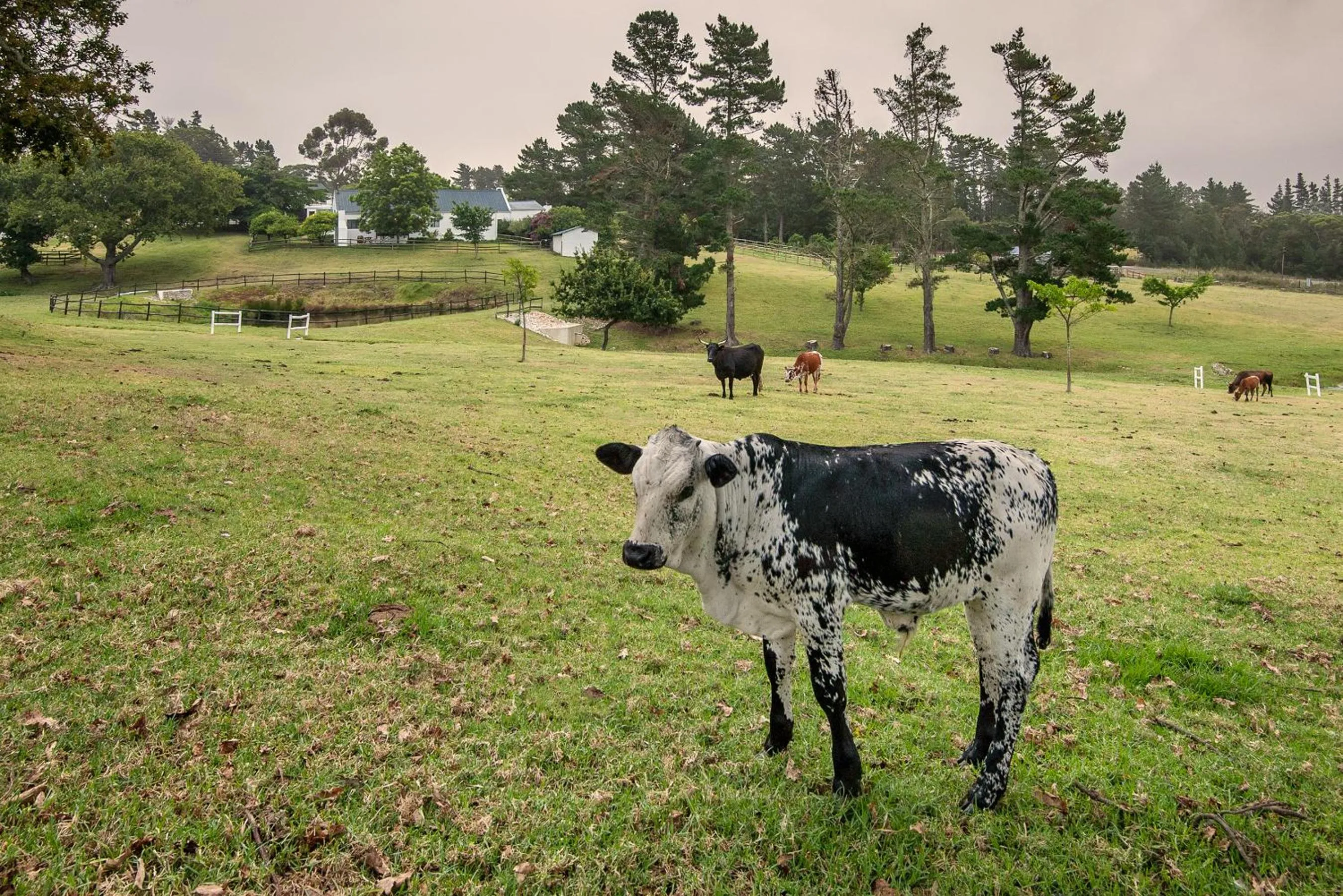Natural landscape in High Season Farm Luxury Cottages