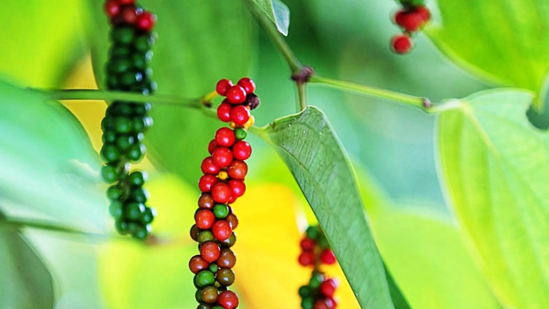 Natural landscape in Sokchea Kampot Hotel