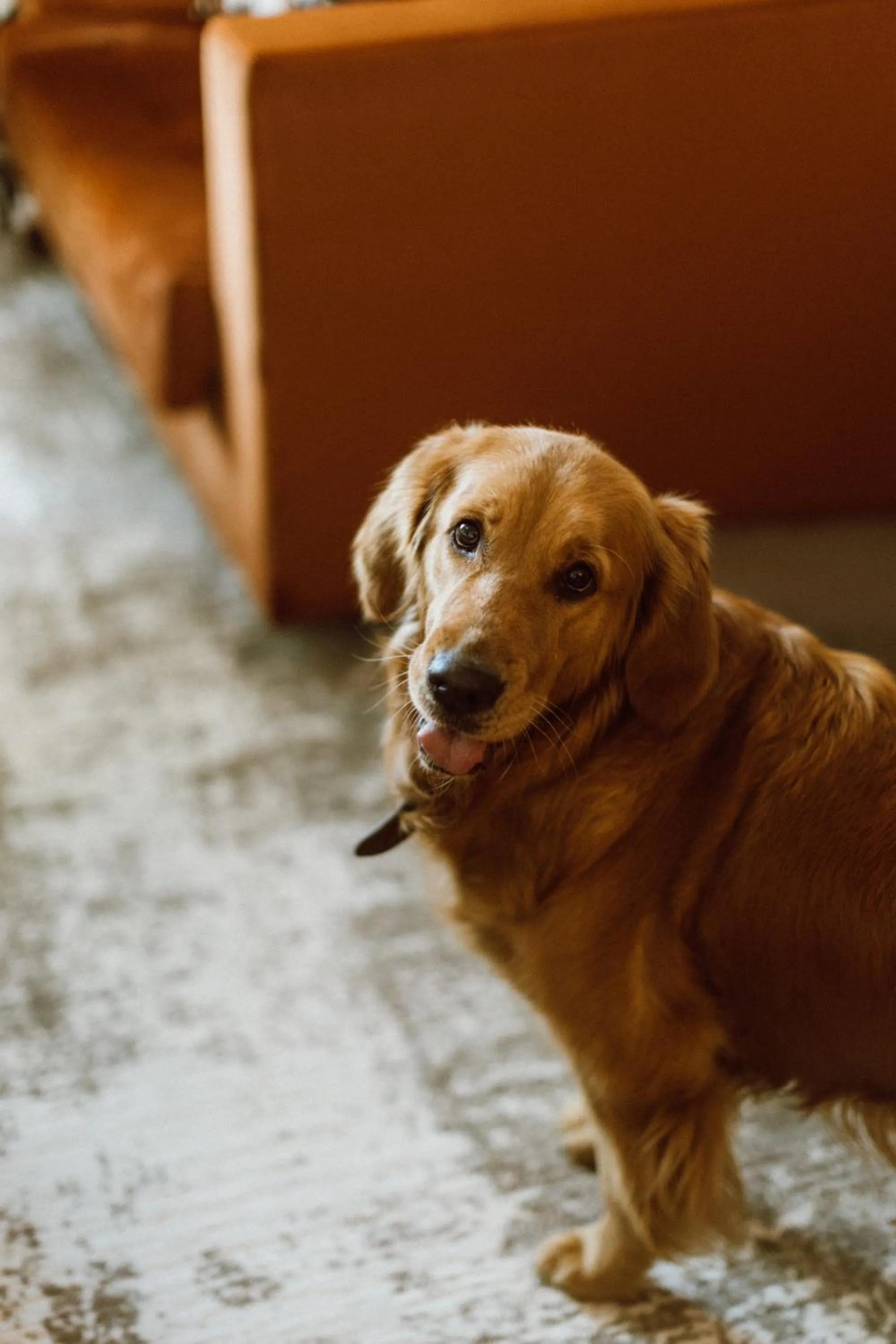 Pets in Pullman Lyon