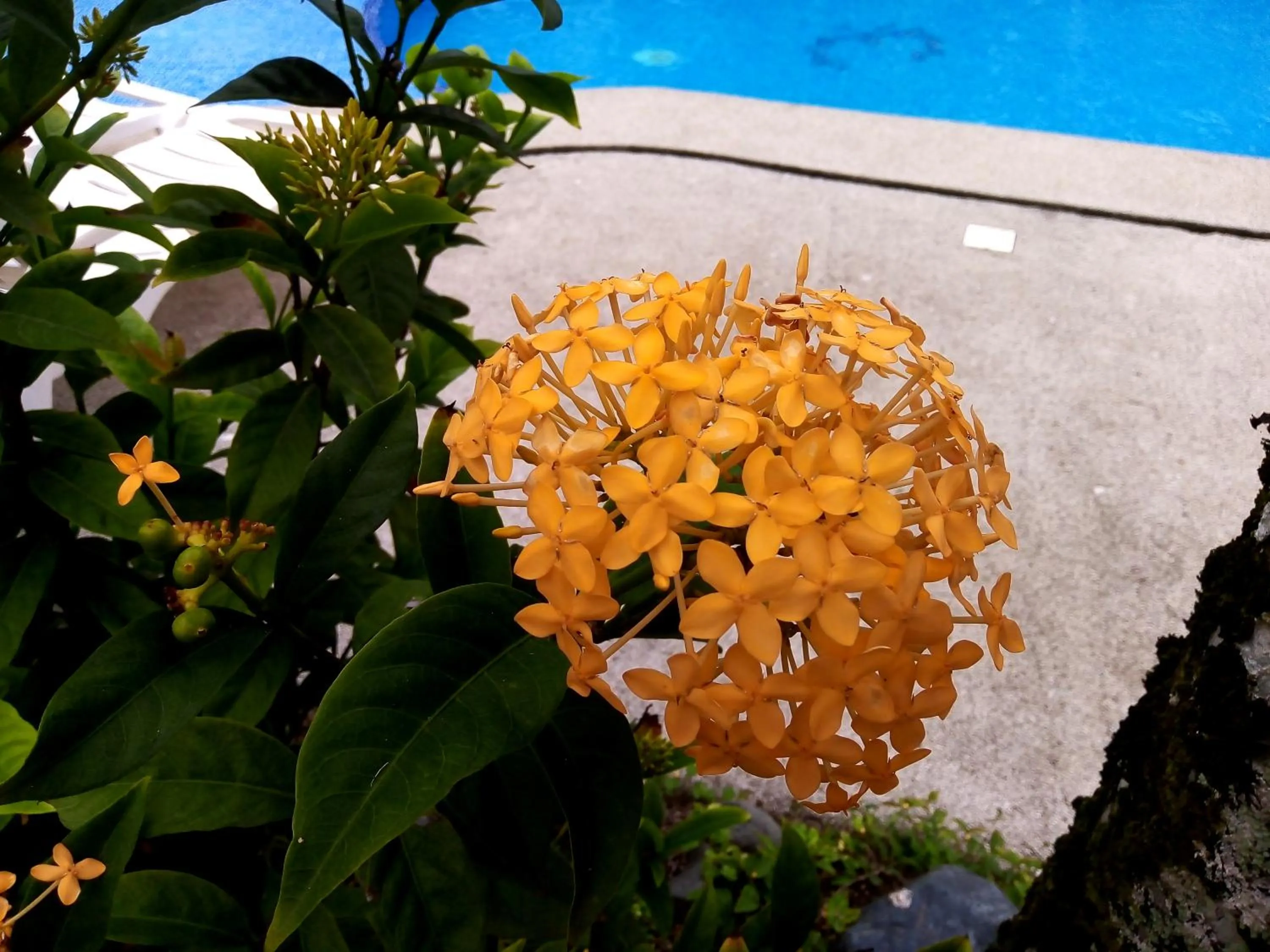 Garden in La Diosa Nature Lodge