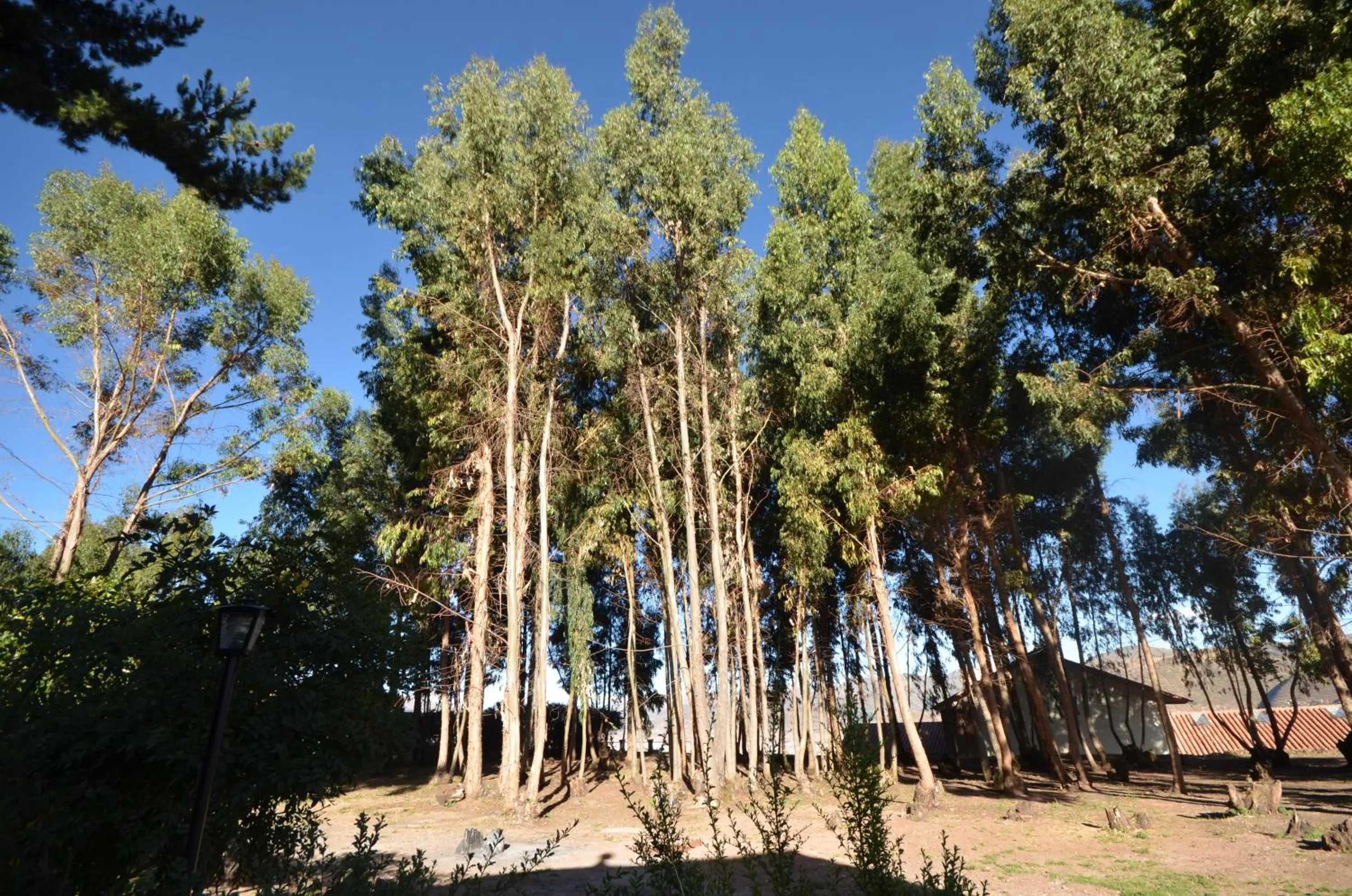 Garden in Palacio Manco Capac by Ananay Hotels