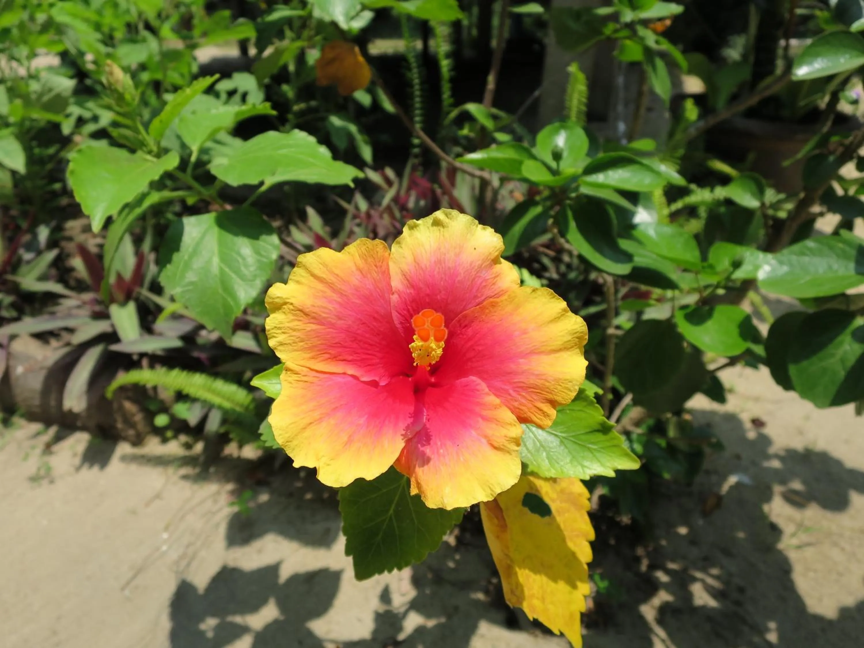 Garden in Bangbaobeach Resort