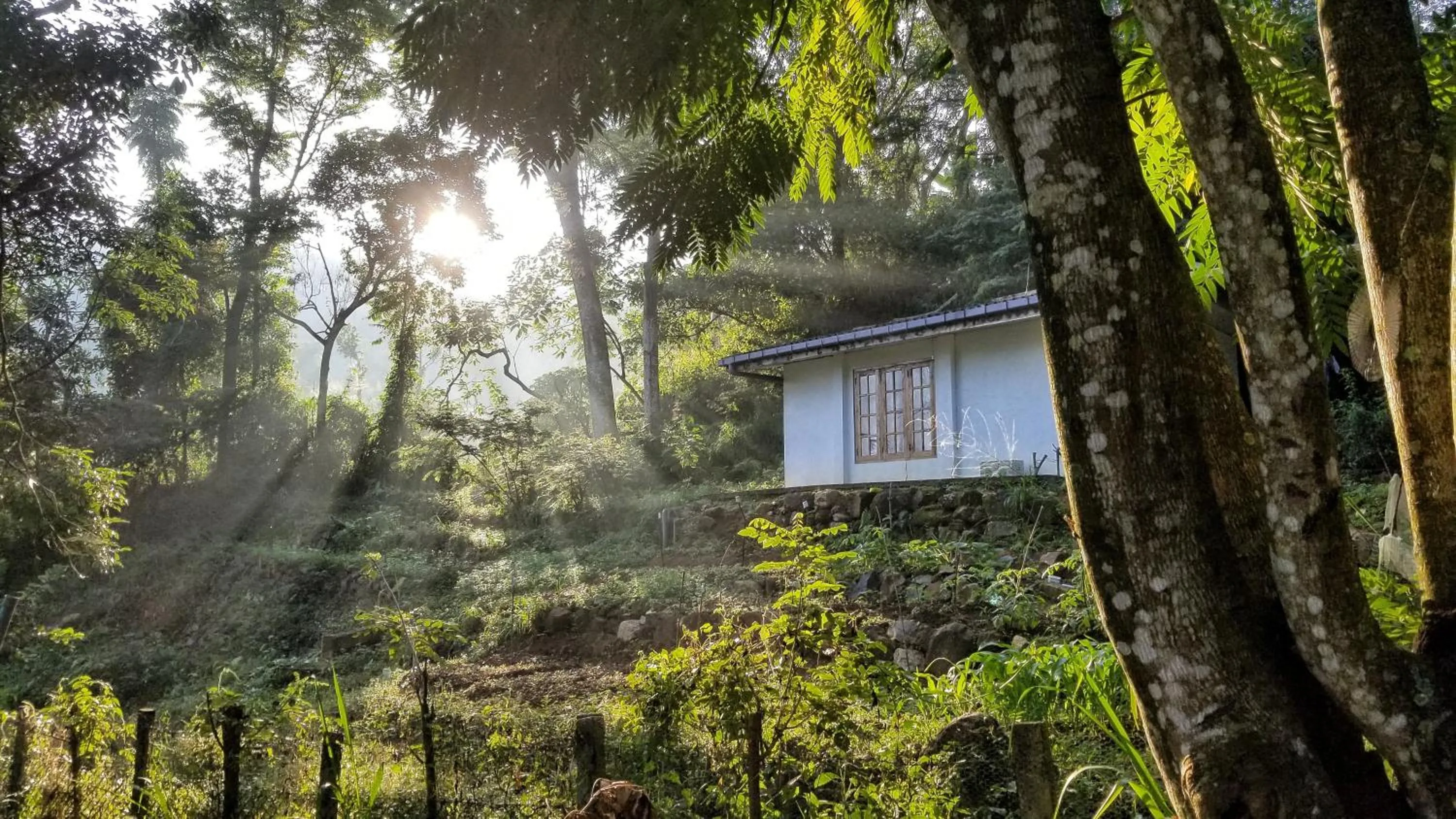 Garden in Jungle Tide