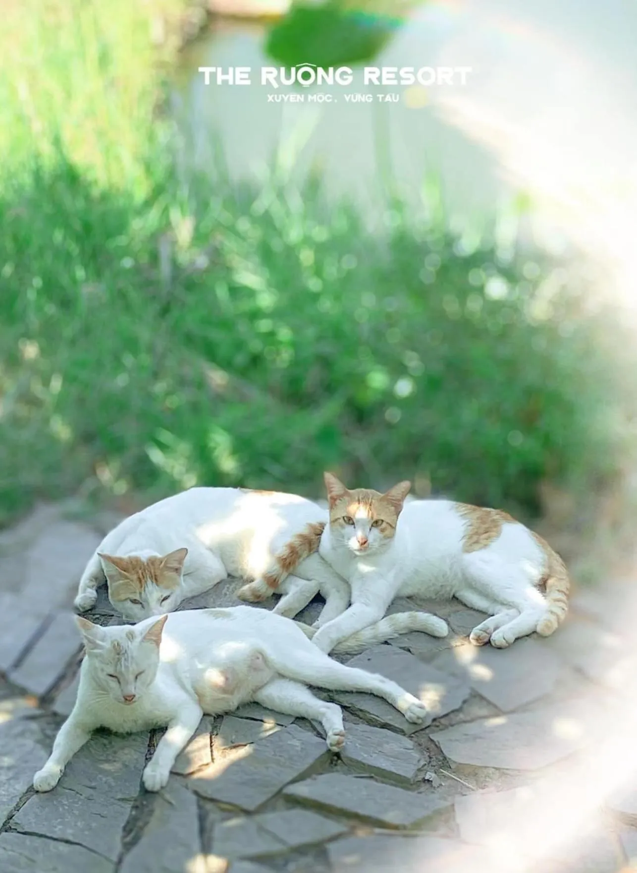 Pets in The Ruong Resort