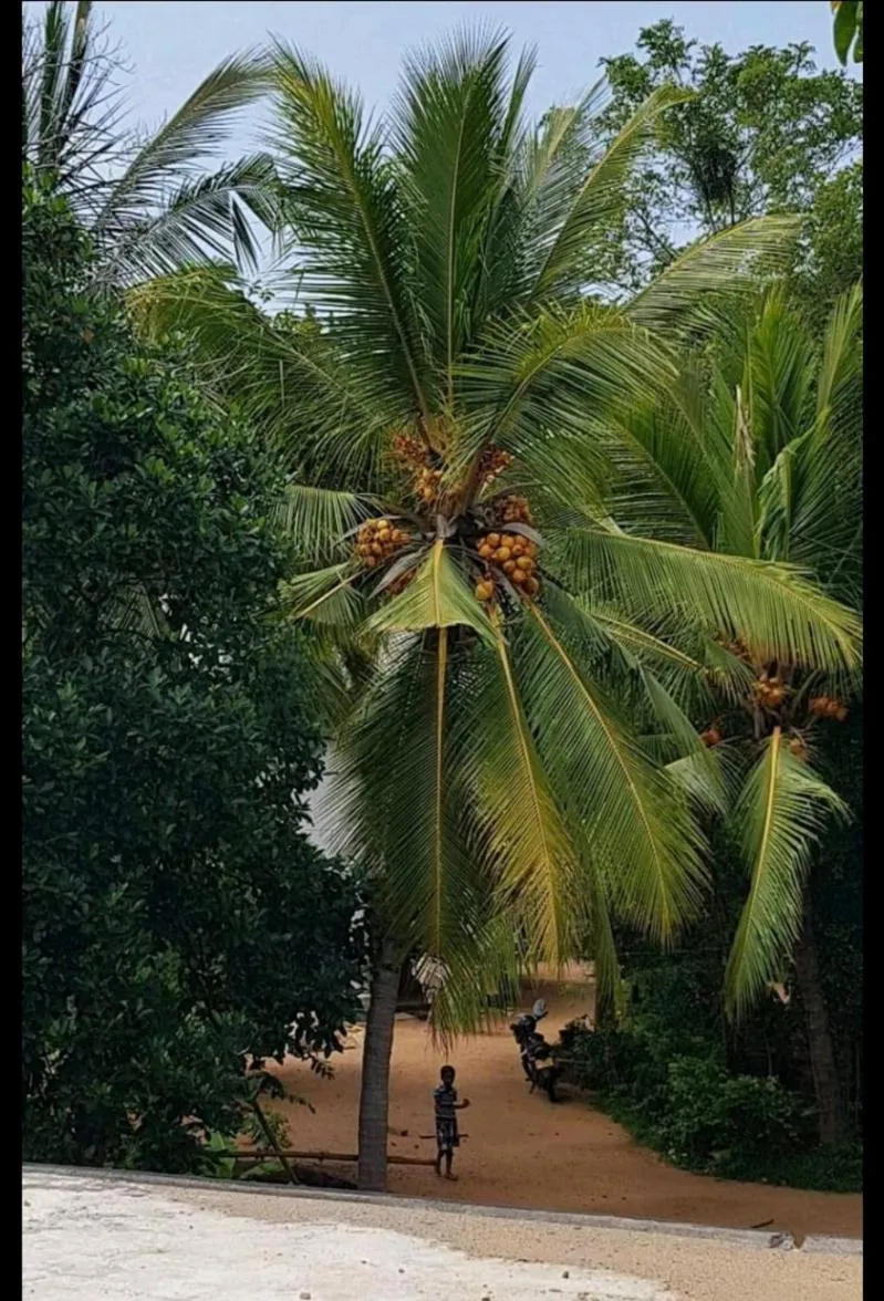 Natural landscape in AMRON RESORT SIGIRIYA