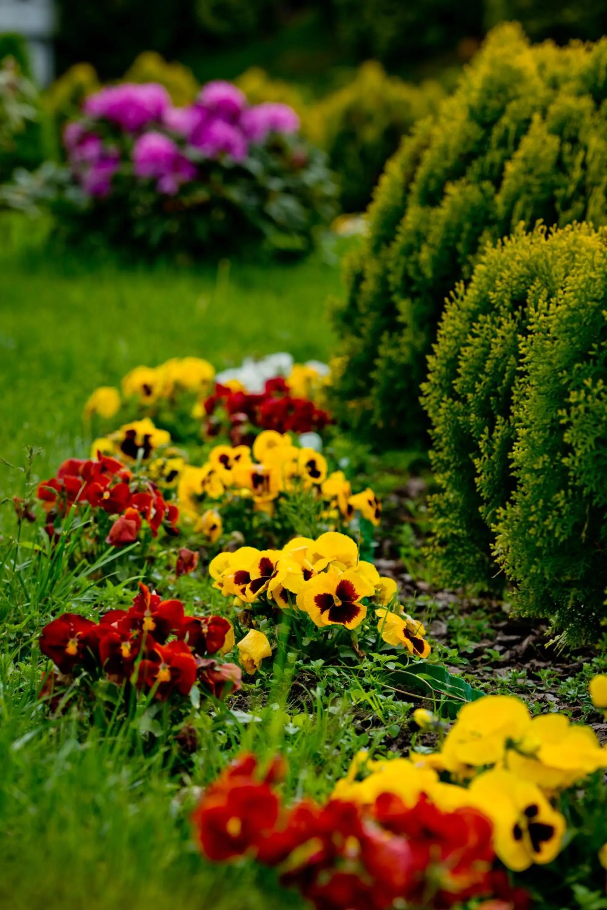 Garden in Hotel Groman