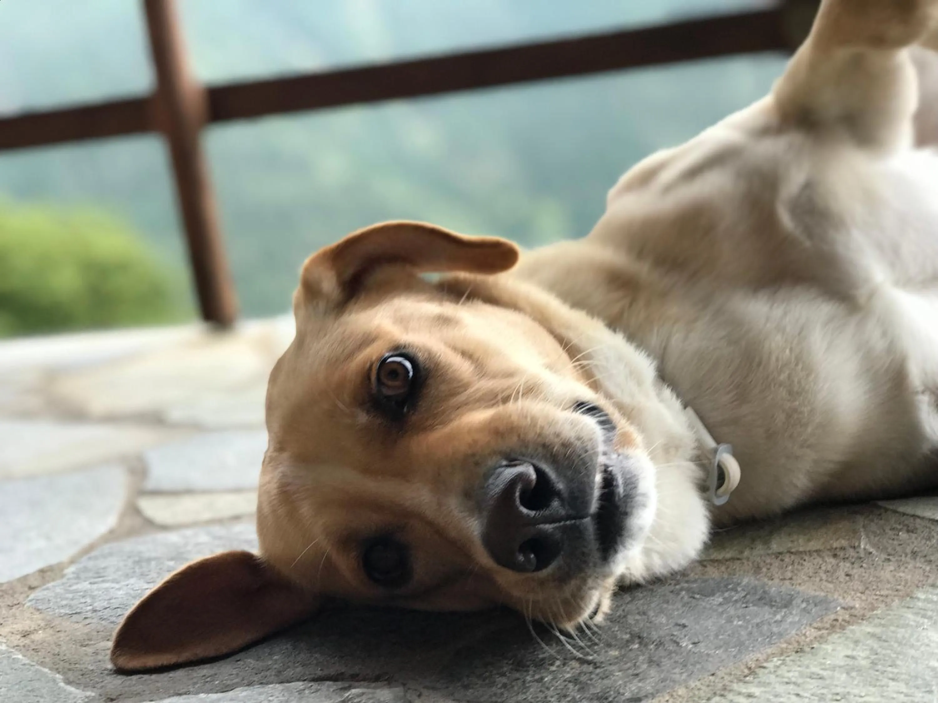 Pets in Dryades Guesthouse