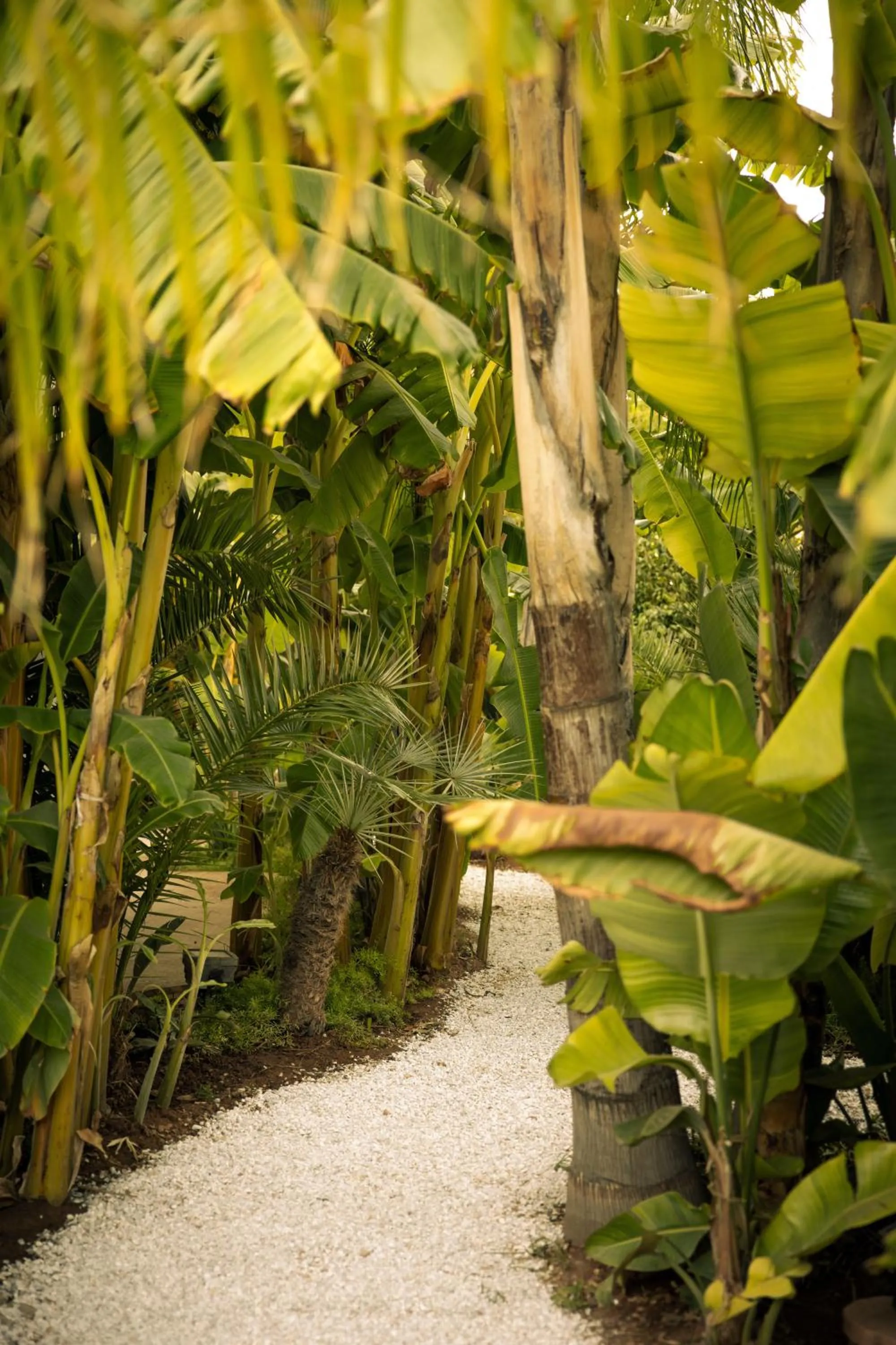 Garden in Les Palmiers Boutique Hôtel & Spa