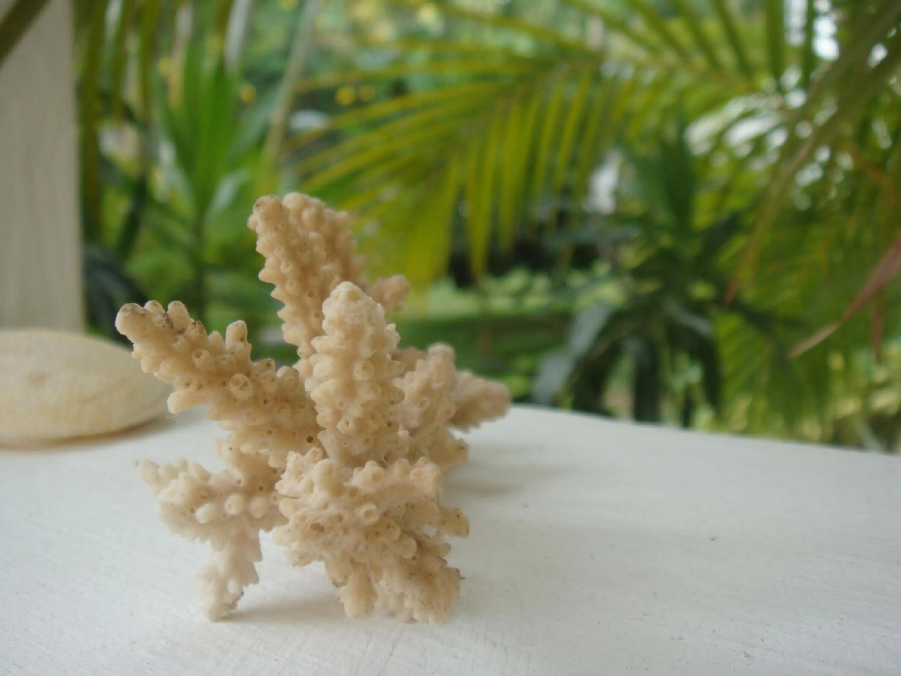 Beach in La Perla Holiday Apartments