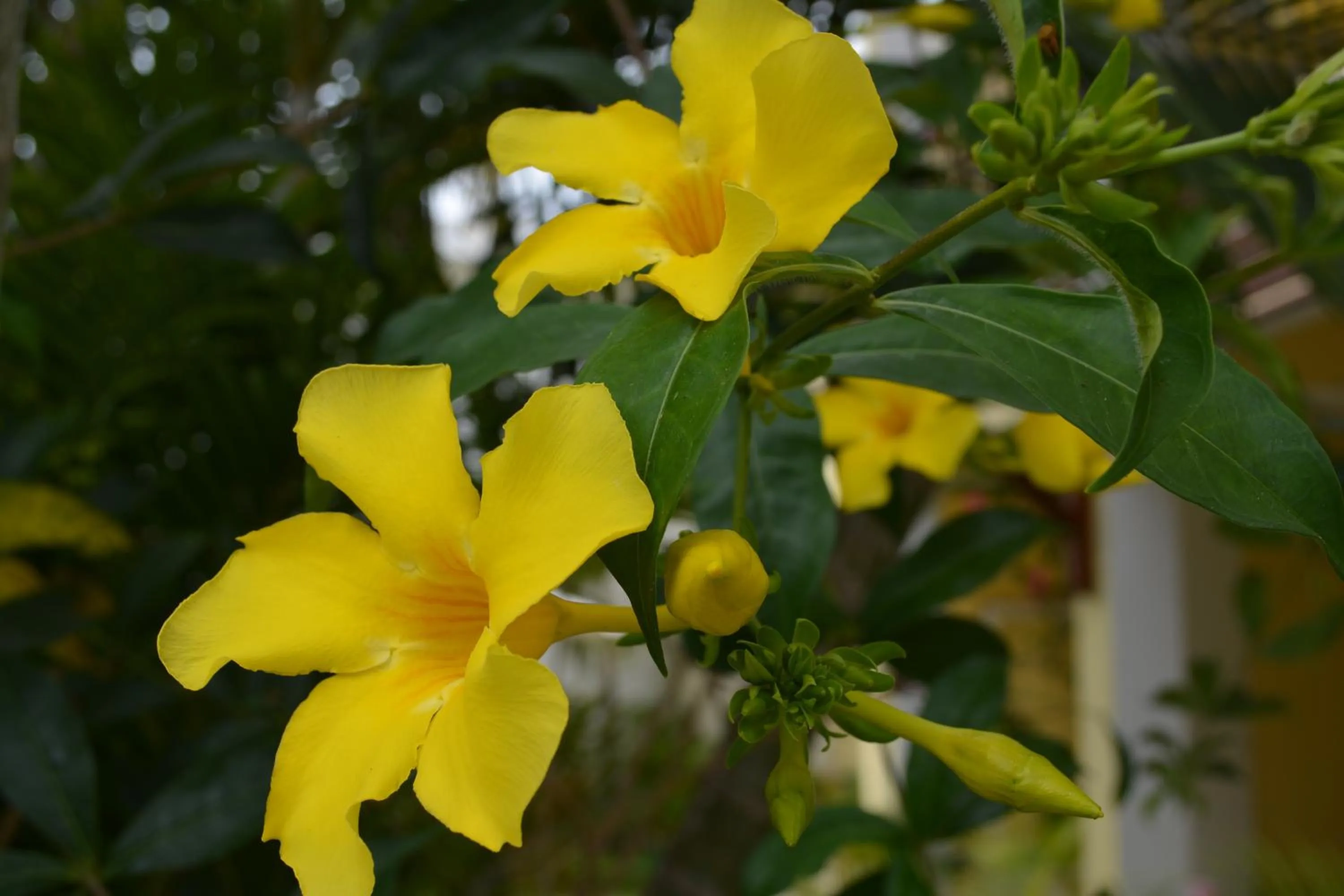 Garden in La Perla Holiday Apartments