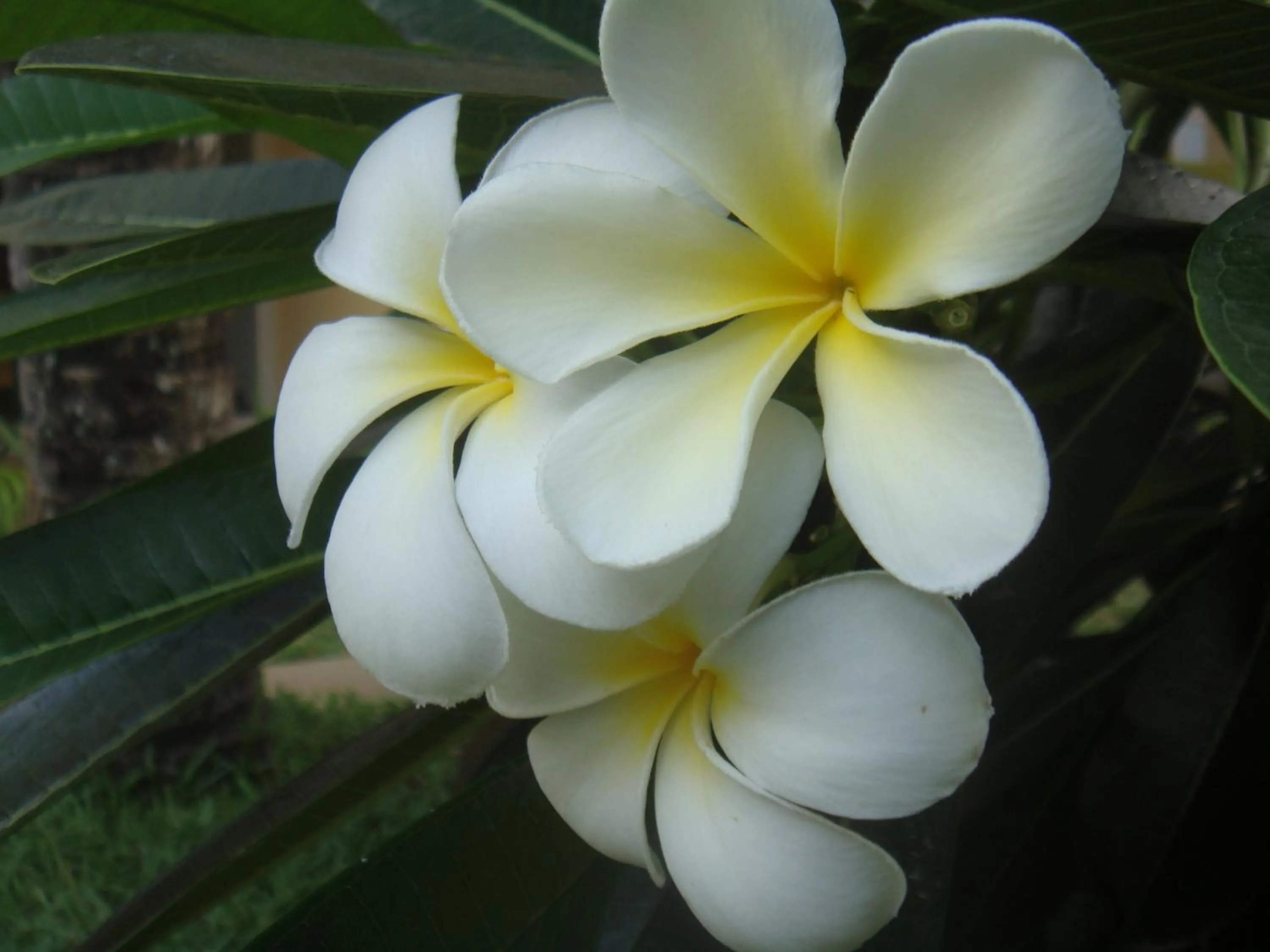 Garden in La Perla Holiday Apartments