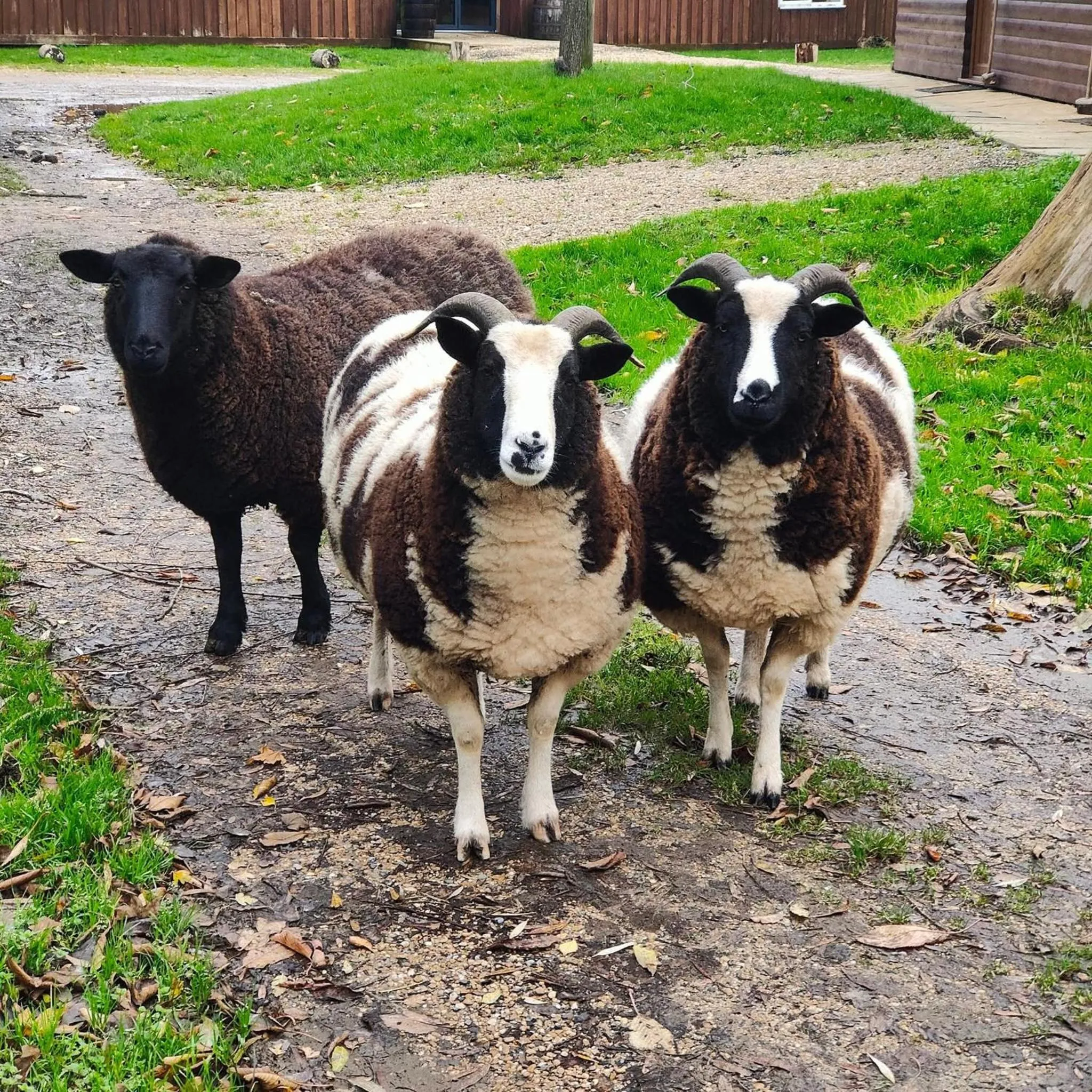 Wall Eden Farm - Luxury Log Cabins and Glamping