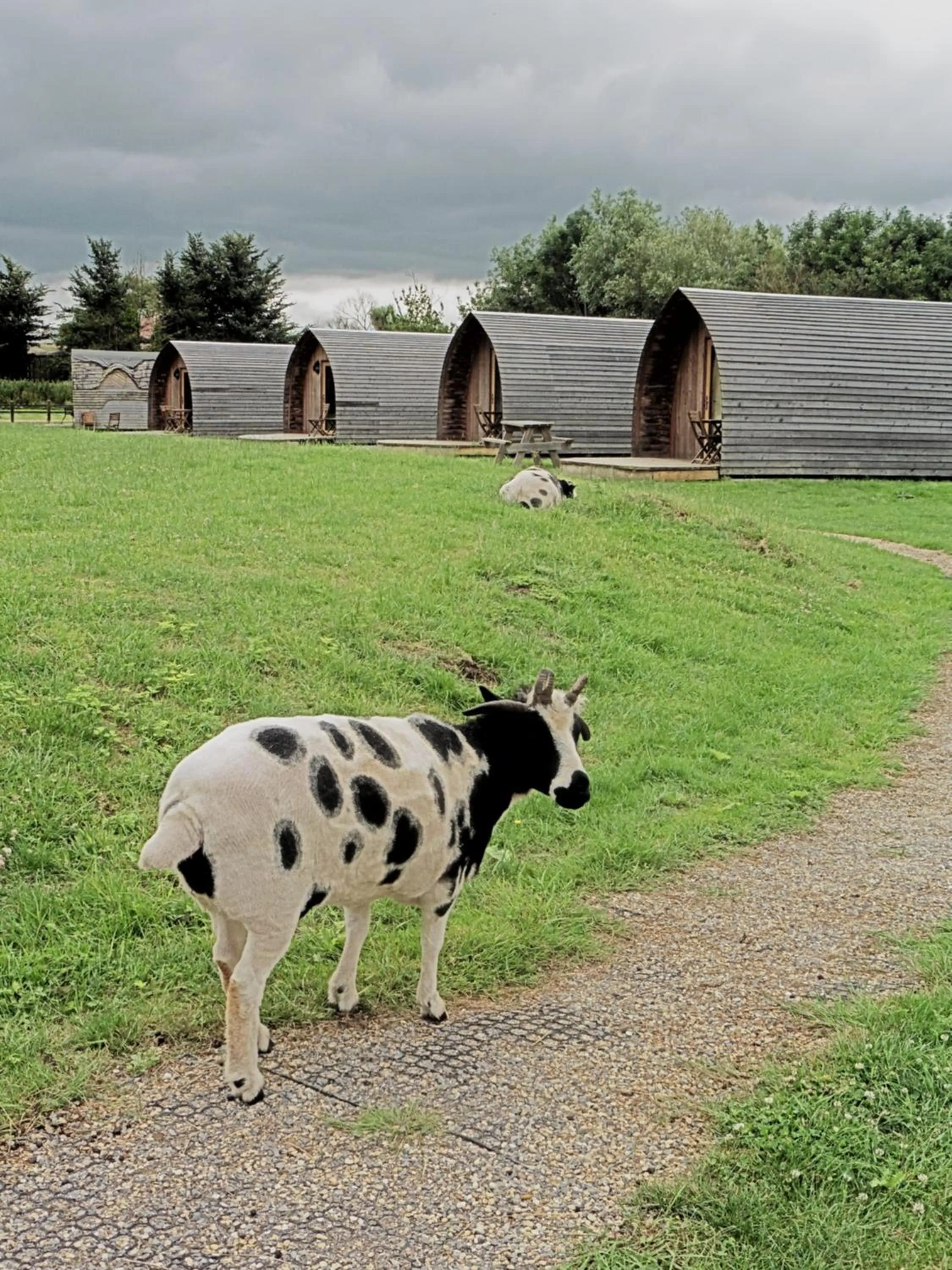 Animals in Wall Eden Farm - Luxury Log Cabins and Glamping