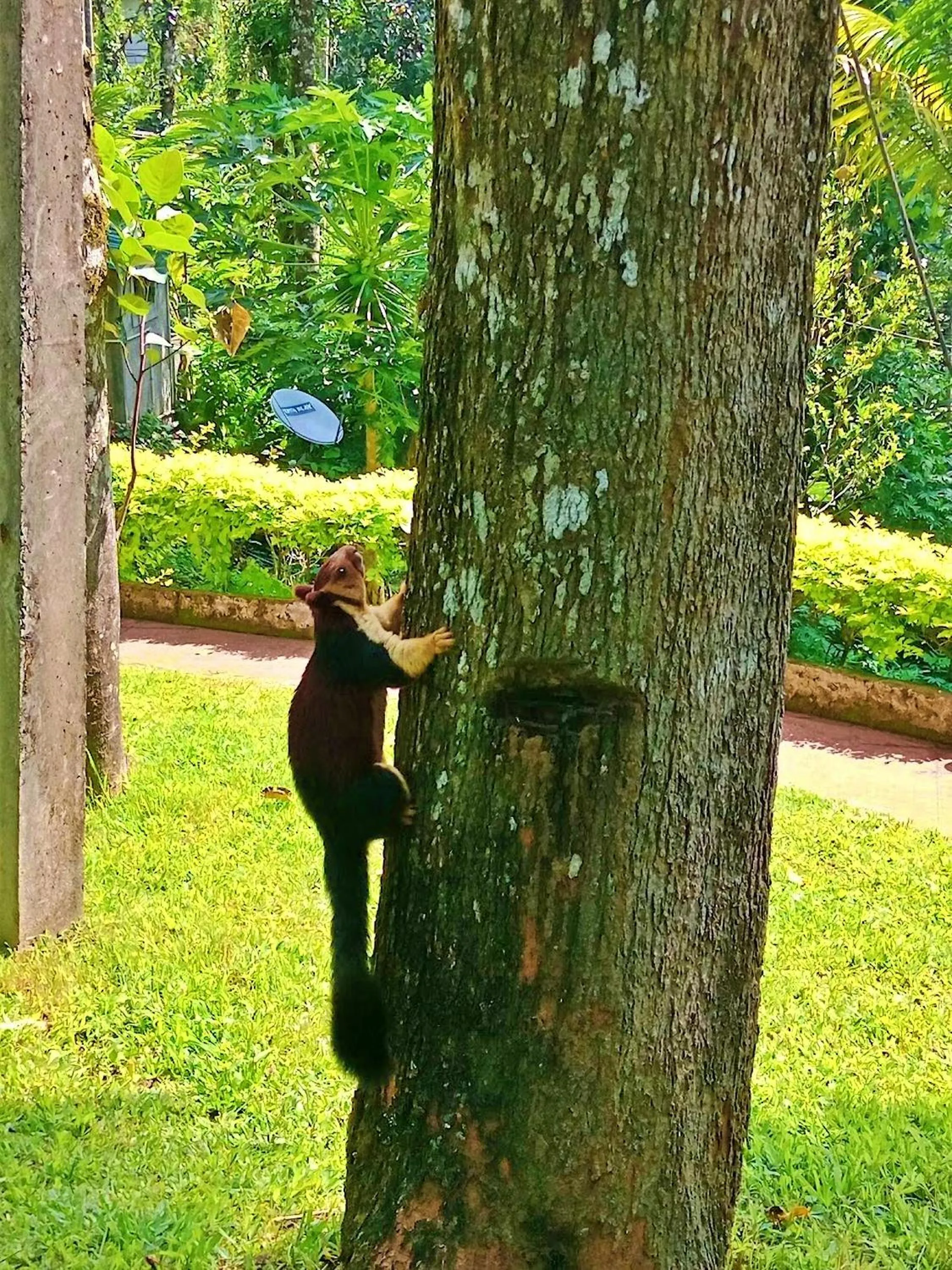 Animals in Blue Bells Resort By Maat Hotels