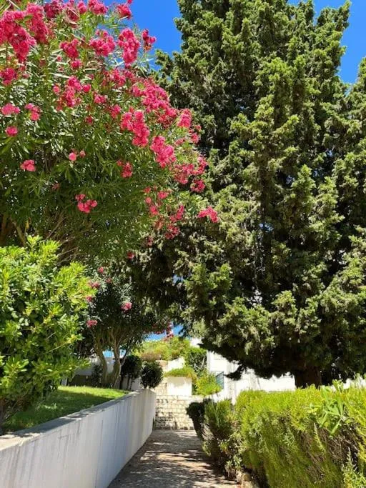 Garden in Casa Oliveira - Algarve