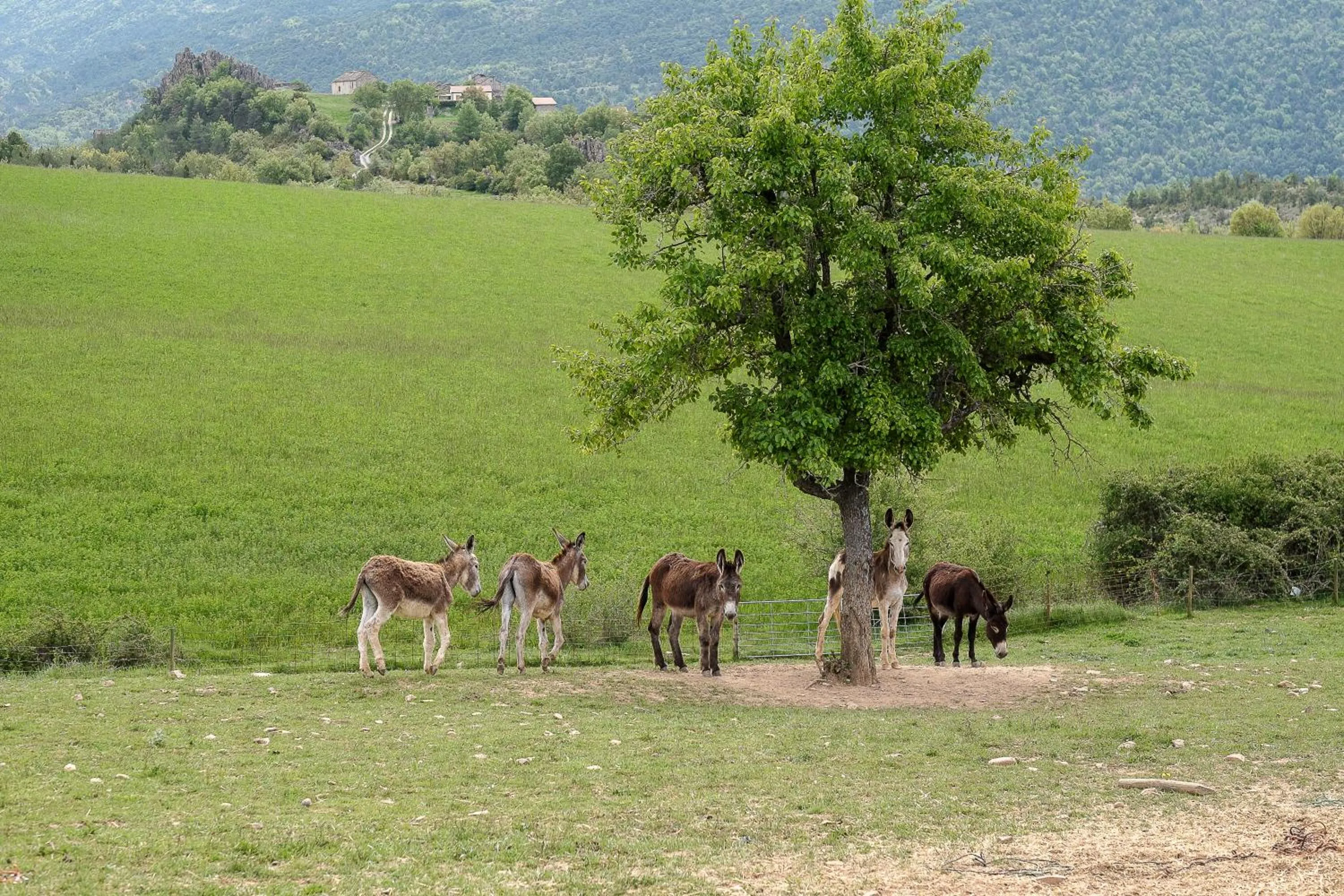 Day in La Borda de Pastores
