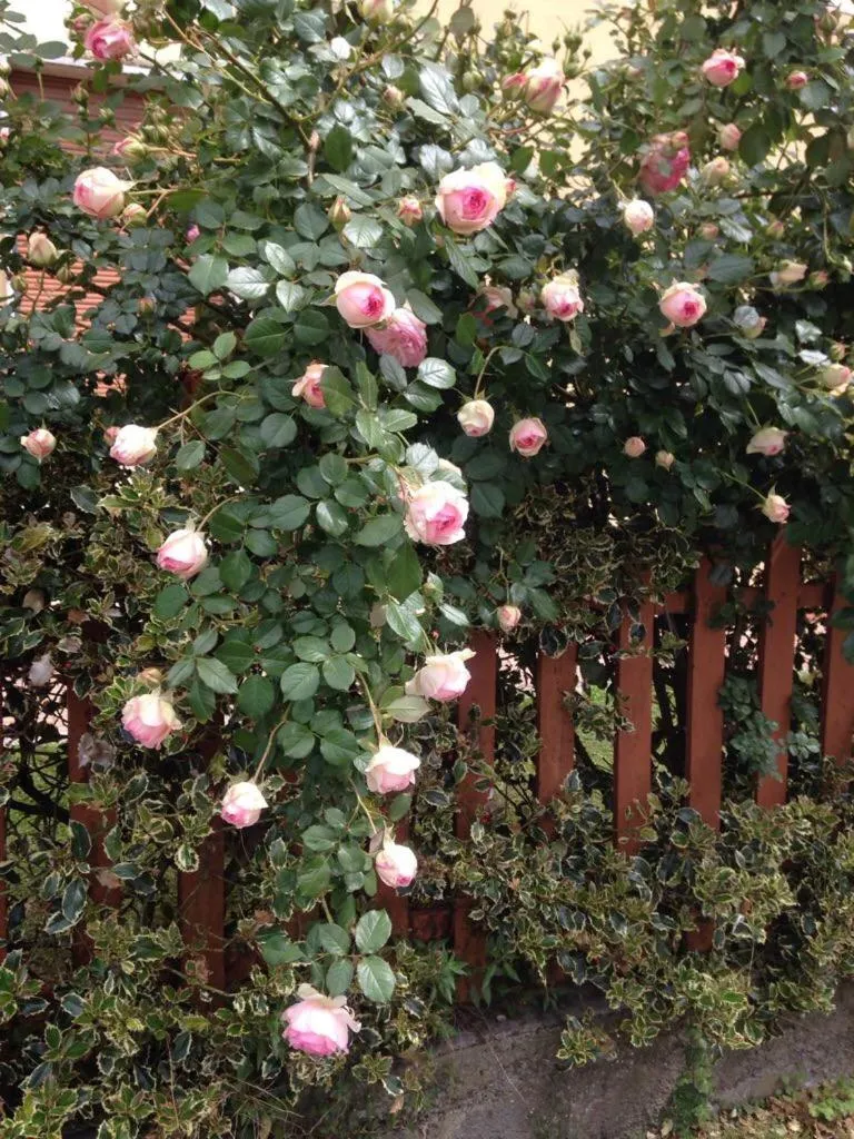 Spring in Corte Capitani