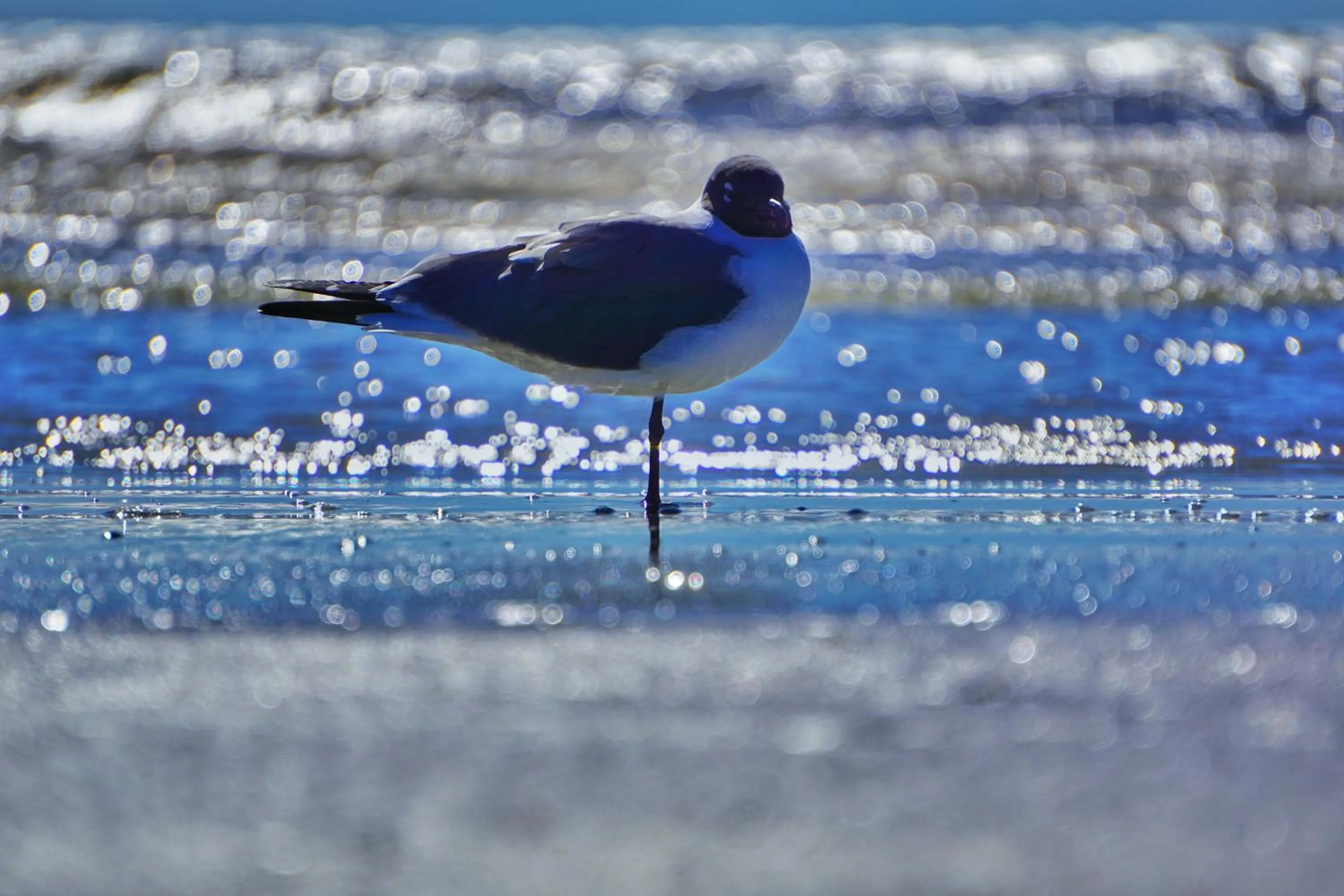 Animals in Four Seasons on the Gulf