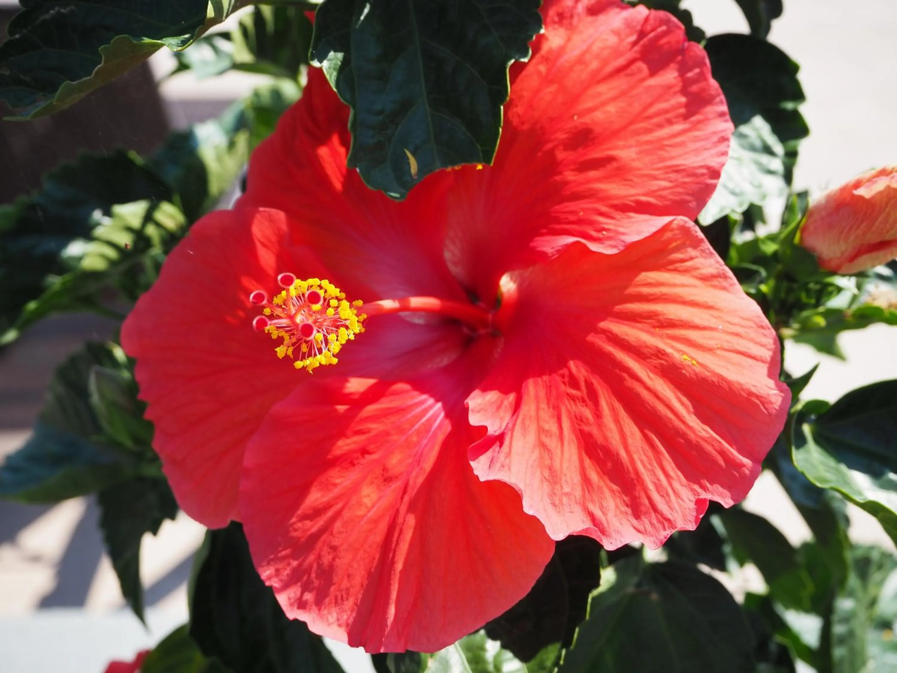 Spring in Woodfield Manor - A Sundance Vacations Property