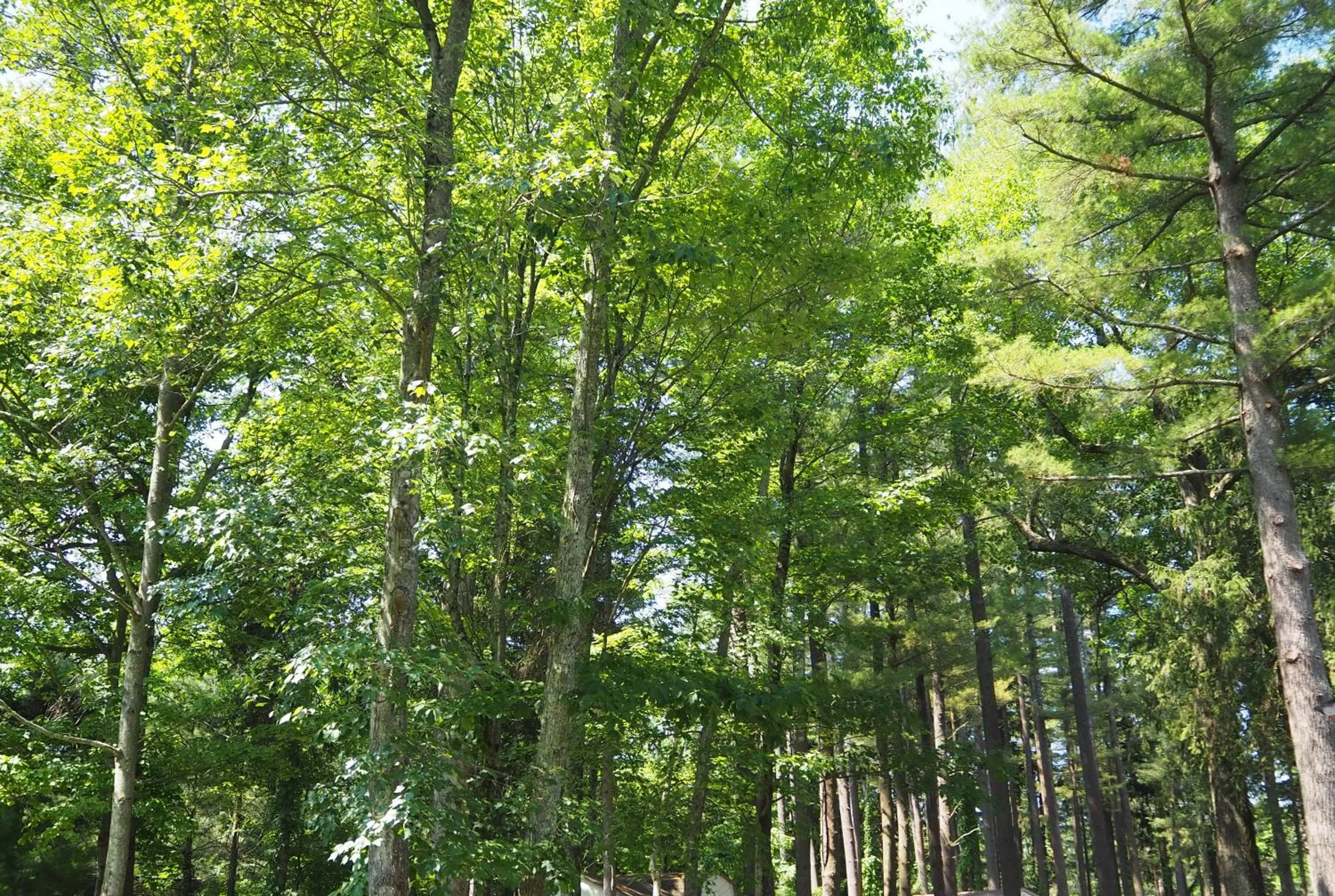 Natural landscape in Woodfield Manor - A Sundance Vacations Property