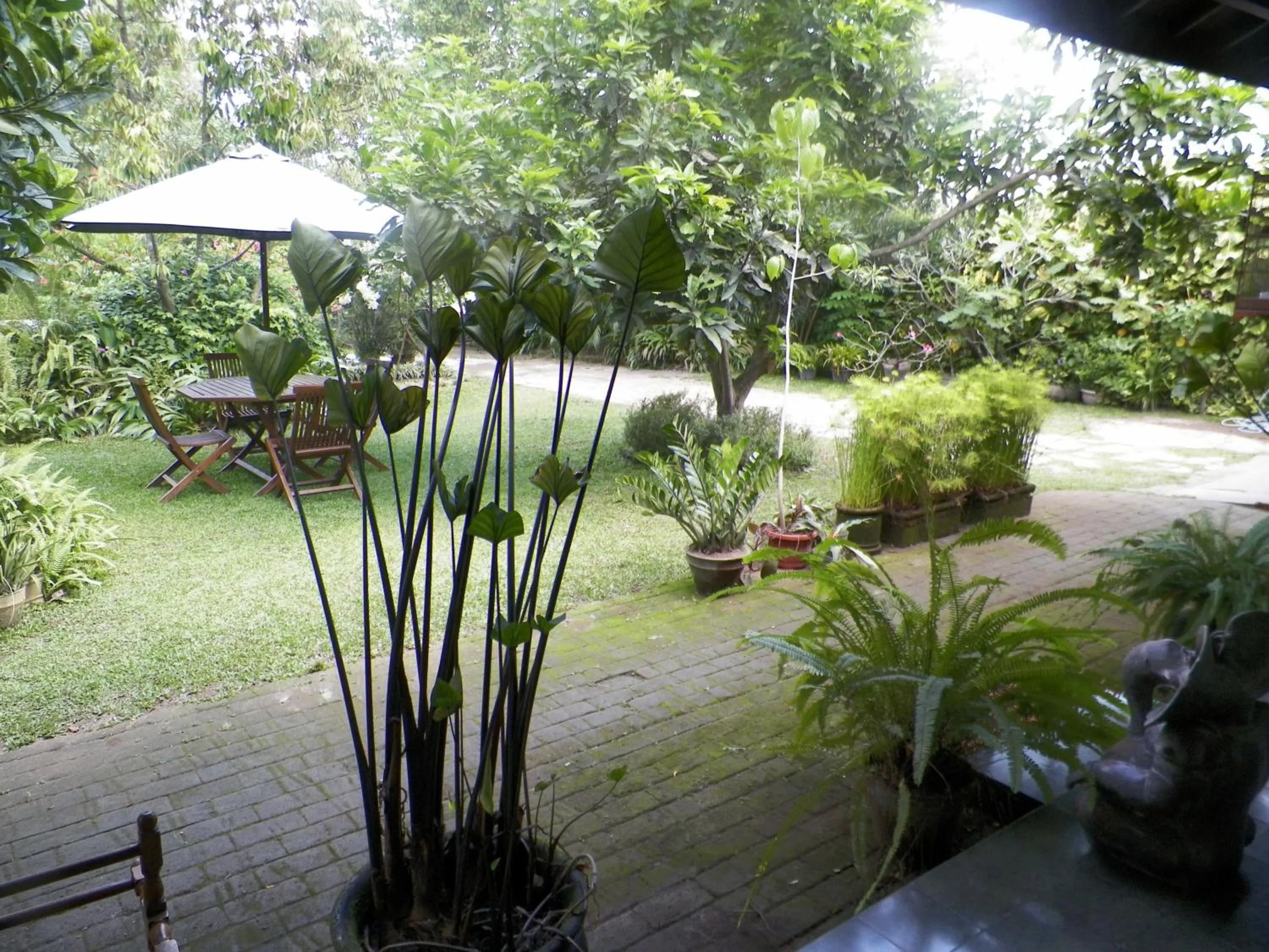 Garden view in Rumah Sawah