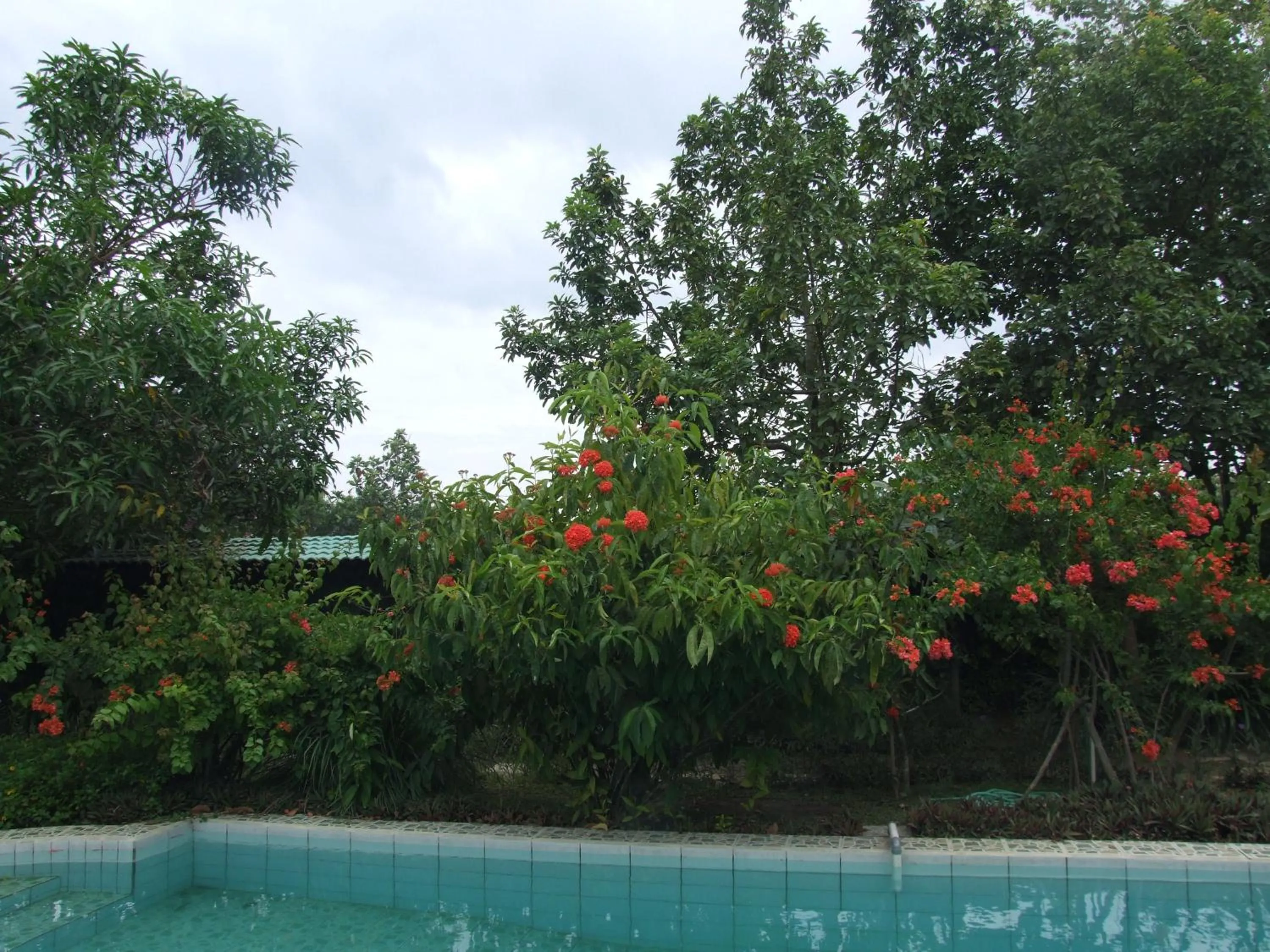 Garden in Rumah Sawah