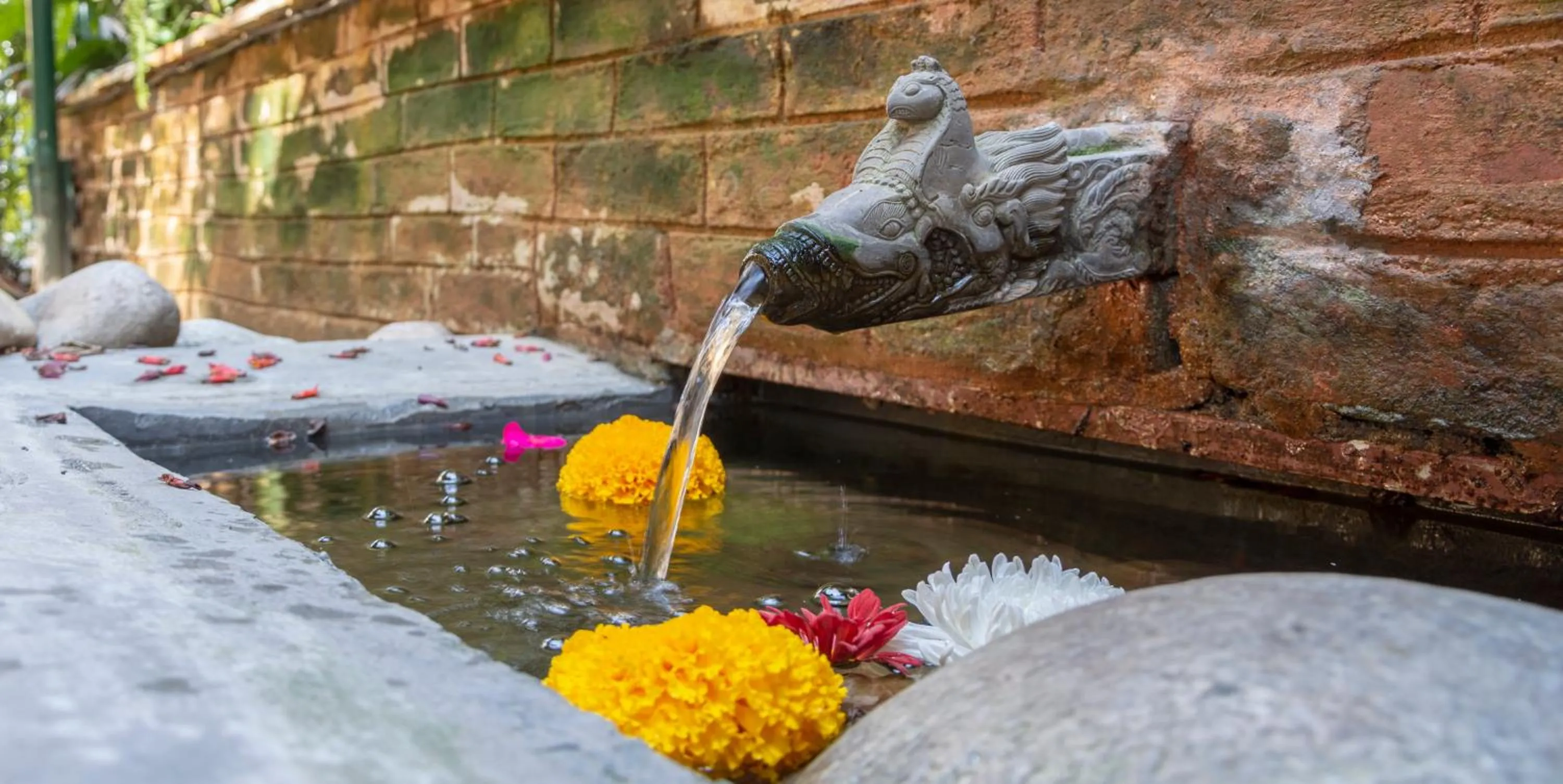 Garden in Shaligram Hotel