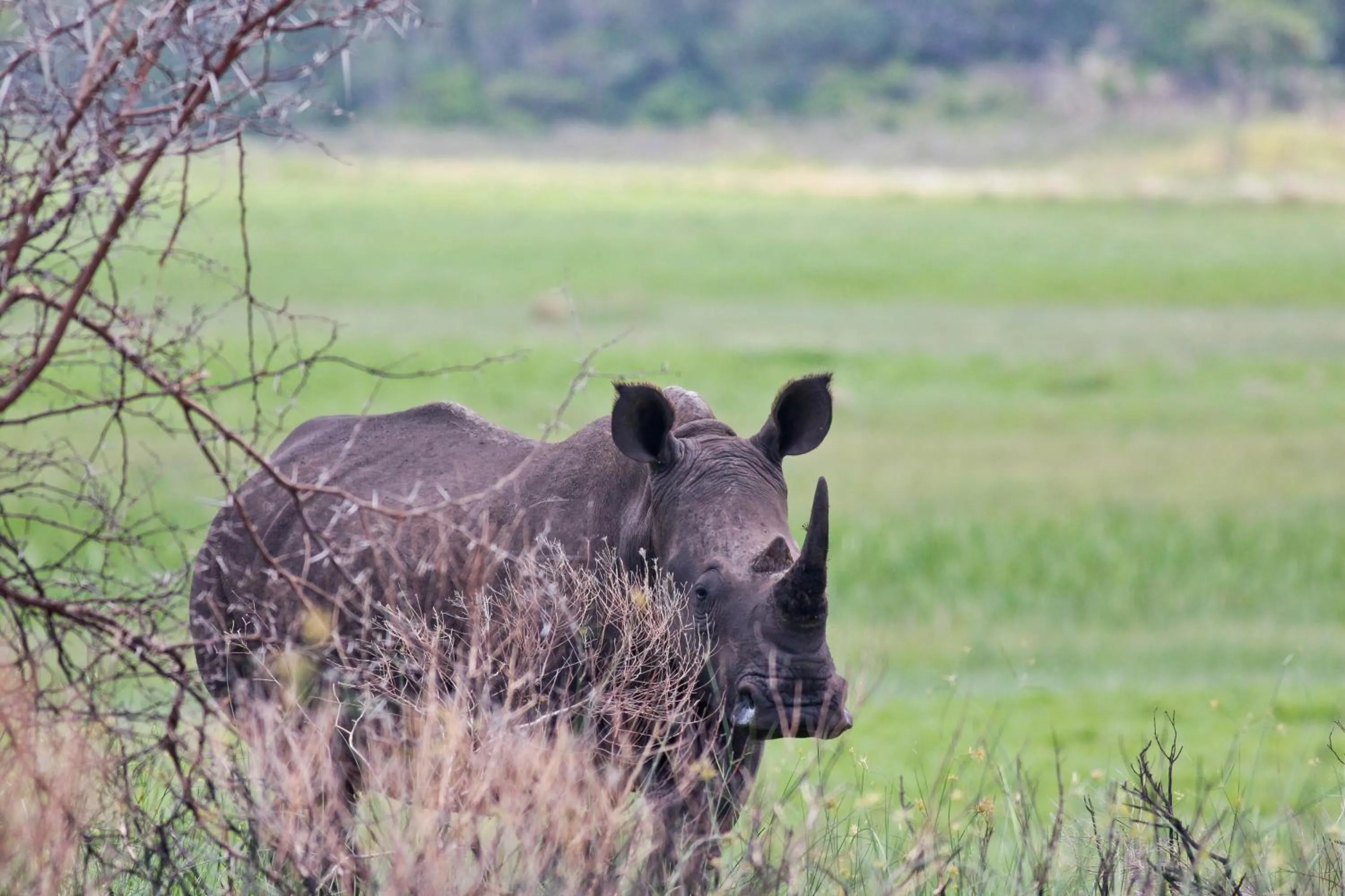 Natural landscape in St Lucia Lodge