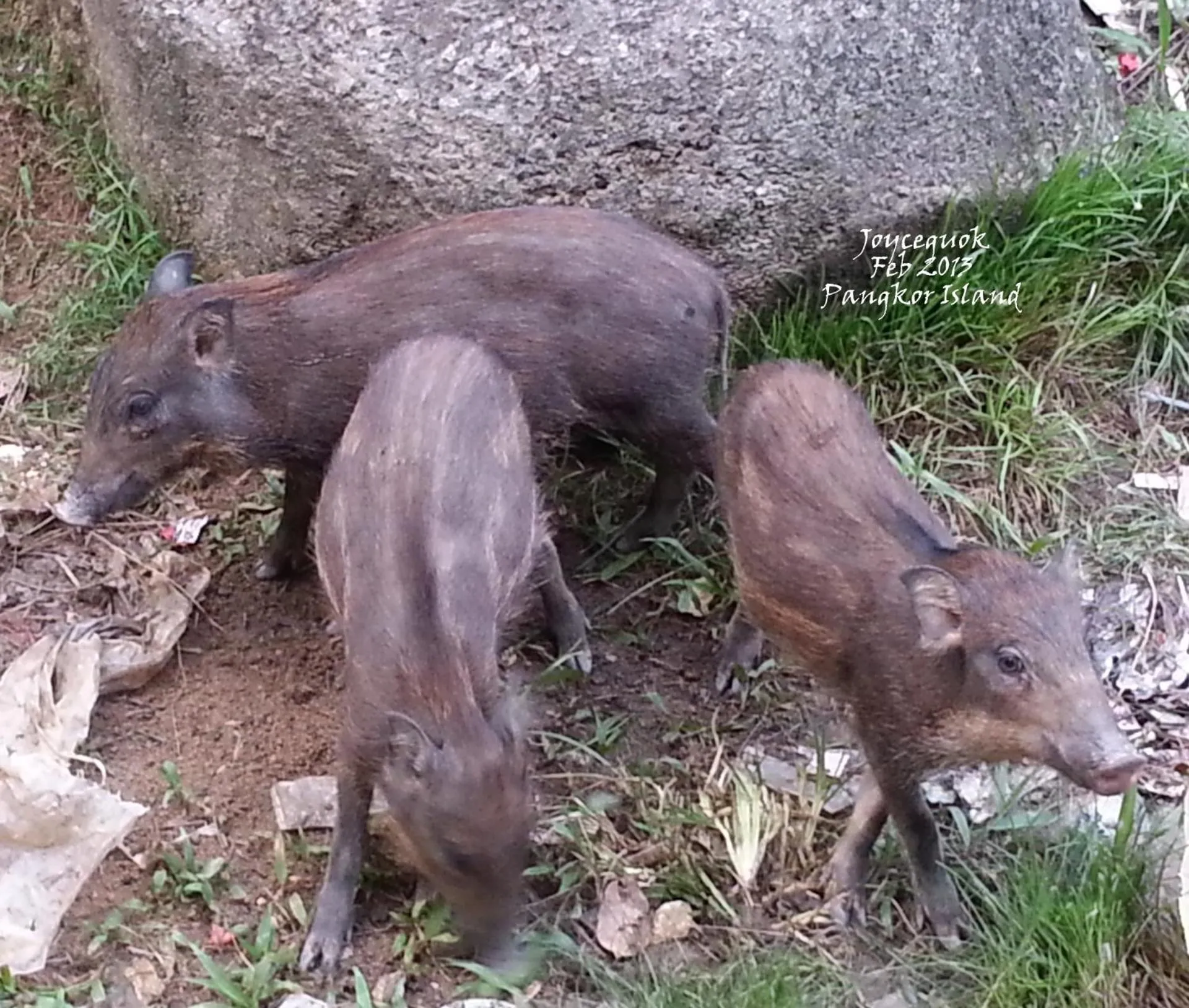 Pangkor Guesthouse SPK