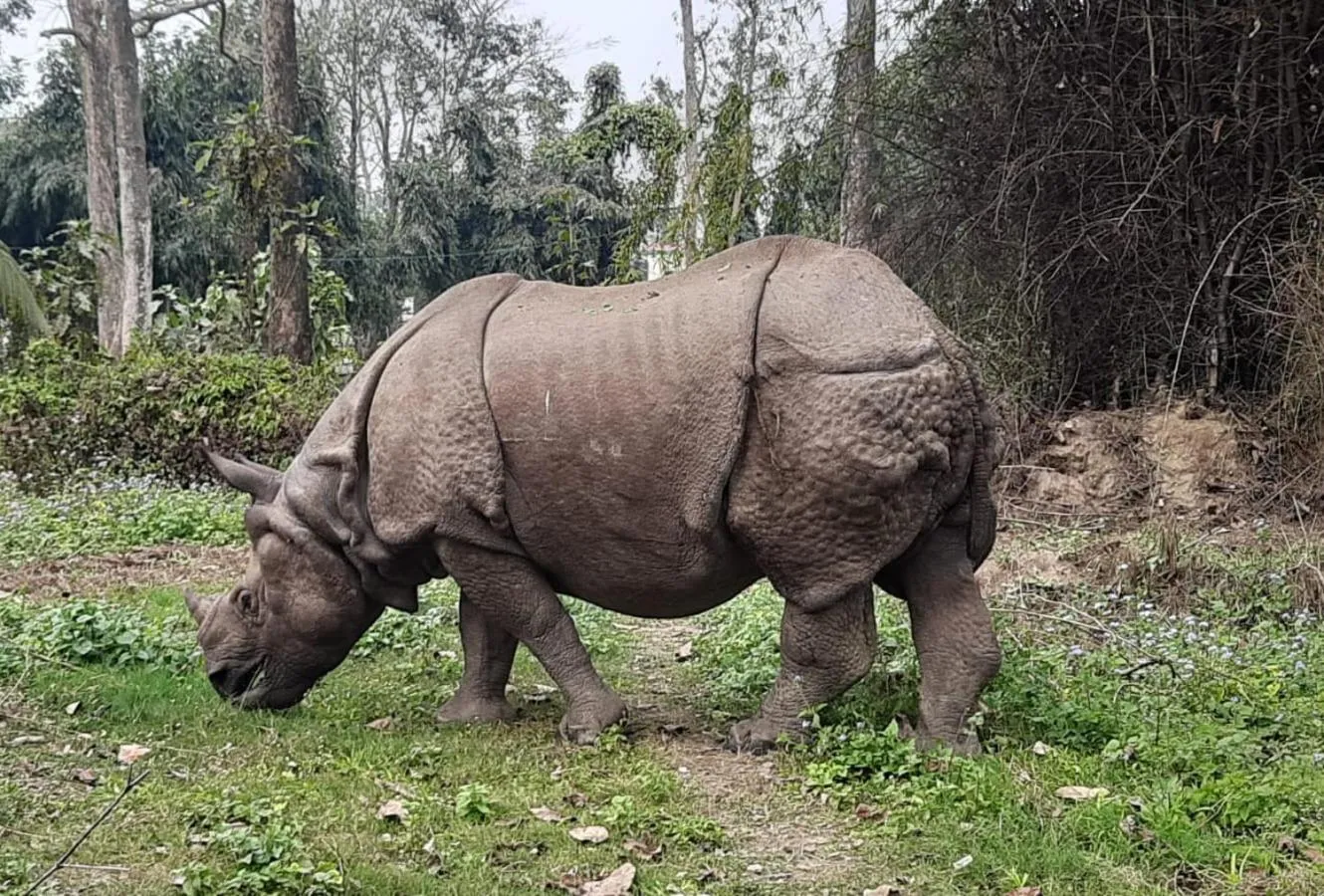 Animals in Hotel Hermitage