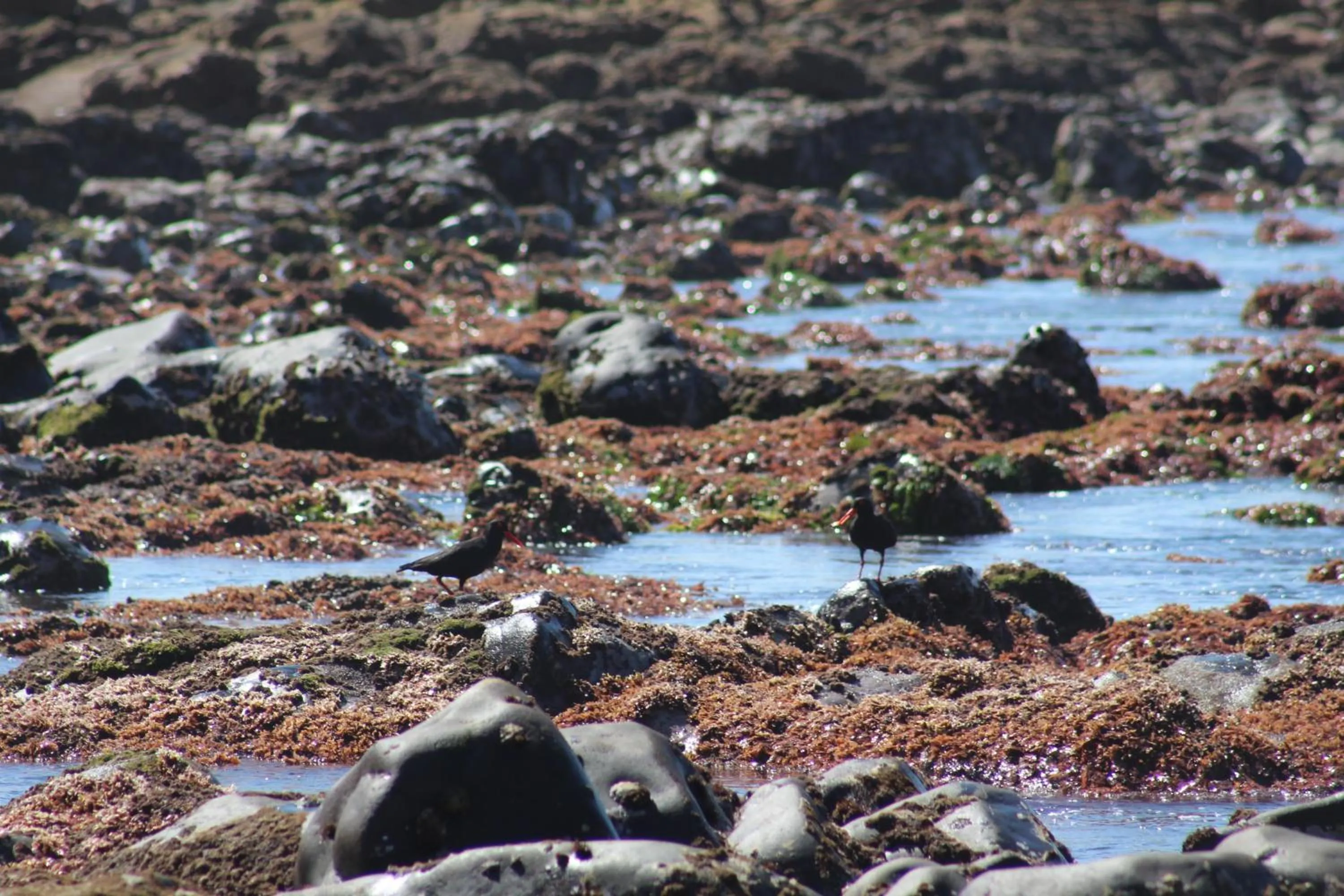 Beach in Inkwenkwezi Private Game Reserve